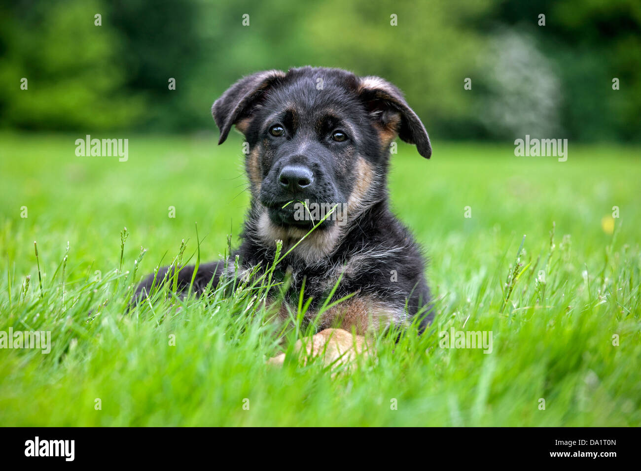 El alsaciano / Pastor Alemán perro (Canis lupus familiaris) cachorro tumbado en el jardín Foto de stock