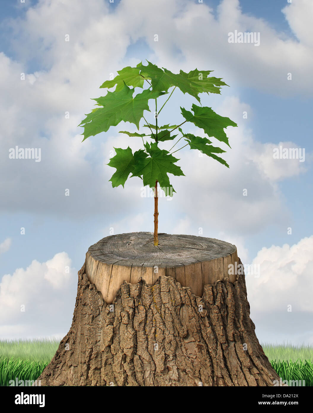 El nuevo desarrollo y renovación como un concepto de negocio de éxito  liderazgo emergente con un viejo talar árboles y una nueva semilla fuerte  Fotografía de stock - Alamy