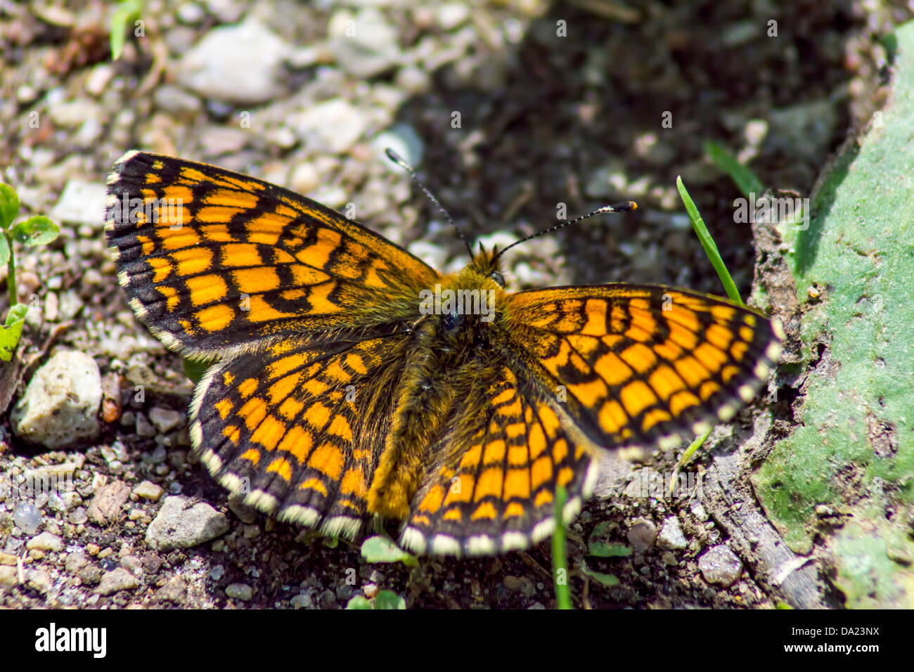 Mariposa común Argynnis Silverspot (Ino) Foto de stock