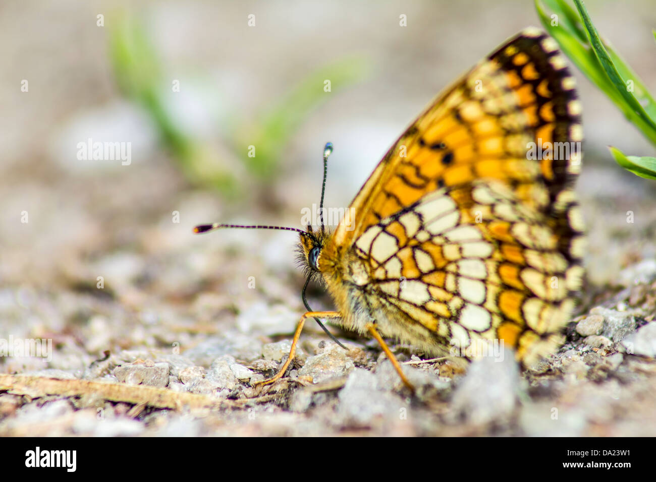 Mariposa común Argynnis Silverspot (Ino) Foto de stock