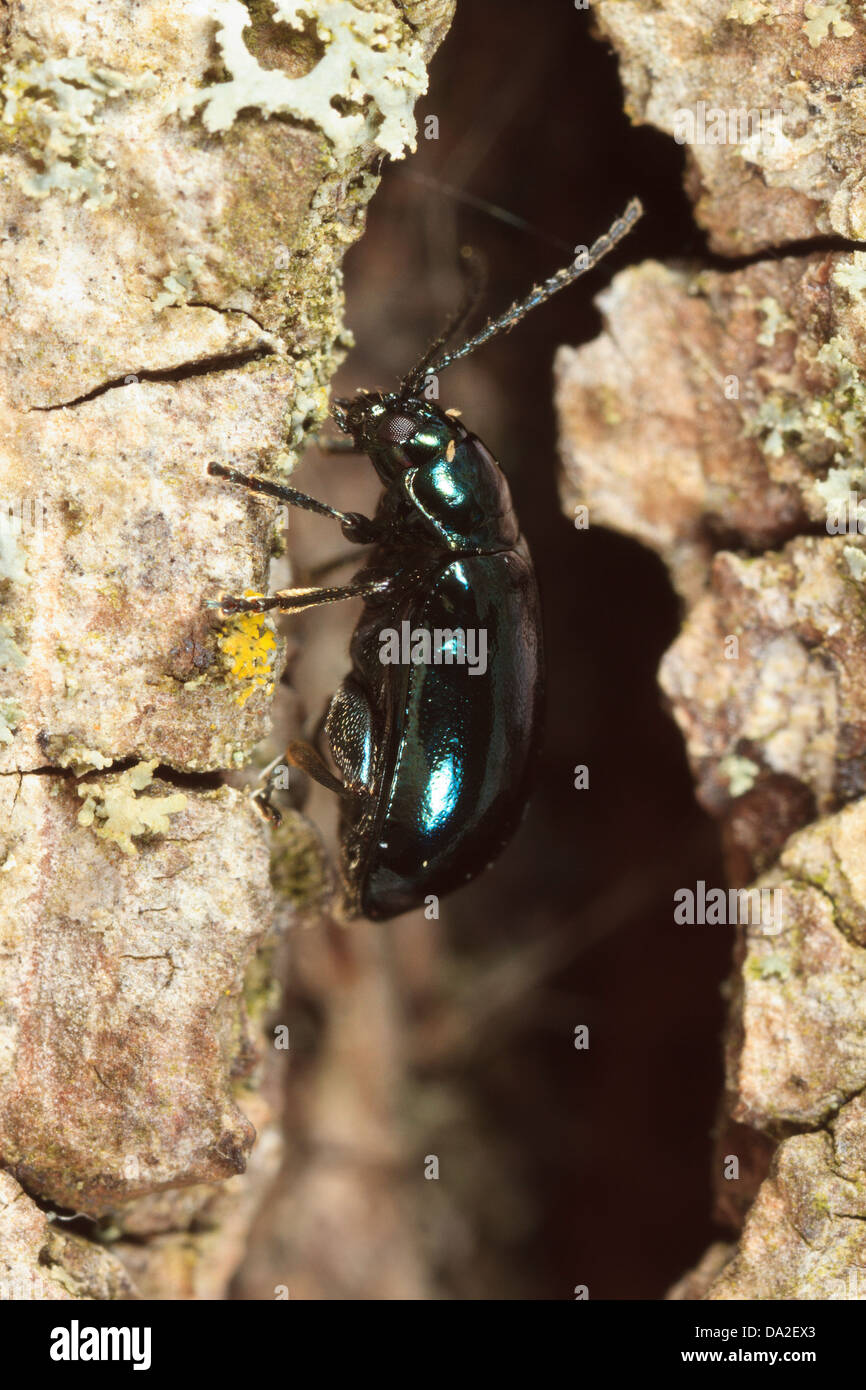 Pequeño escarabajo negro Altica (especies) Foto de stock