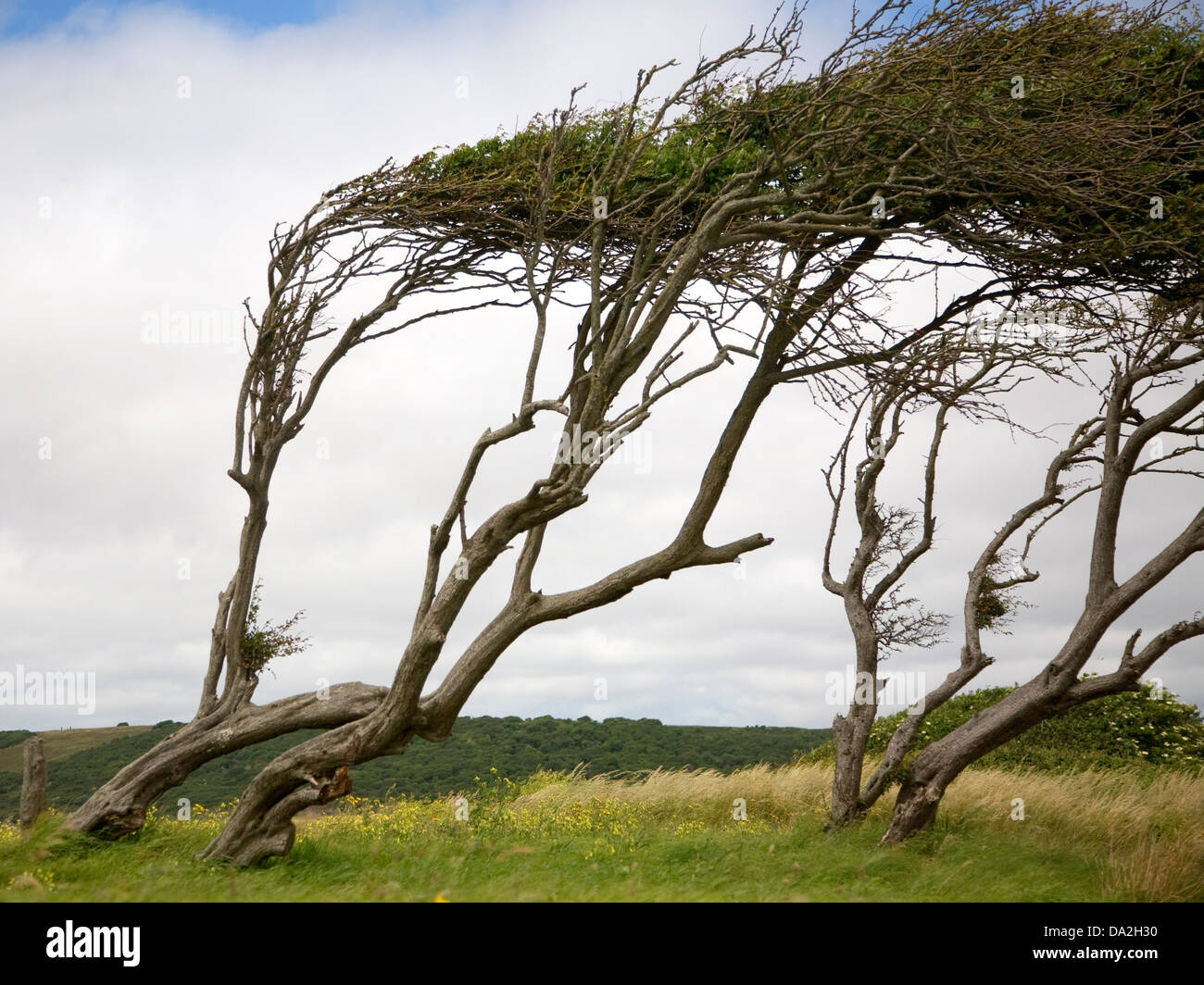 Los árboles por el viento en la bahía de arena, Kewstoke, Somerset, Inglaterra Foto de stock