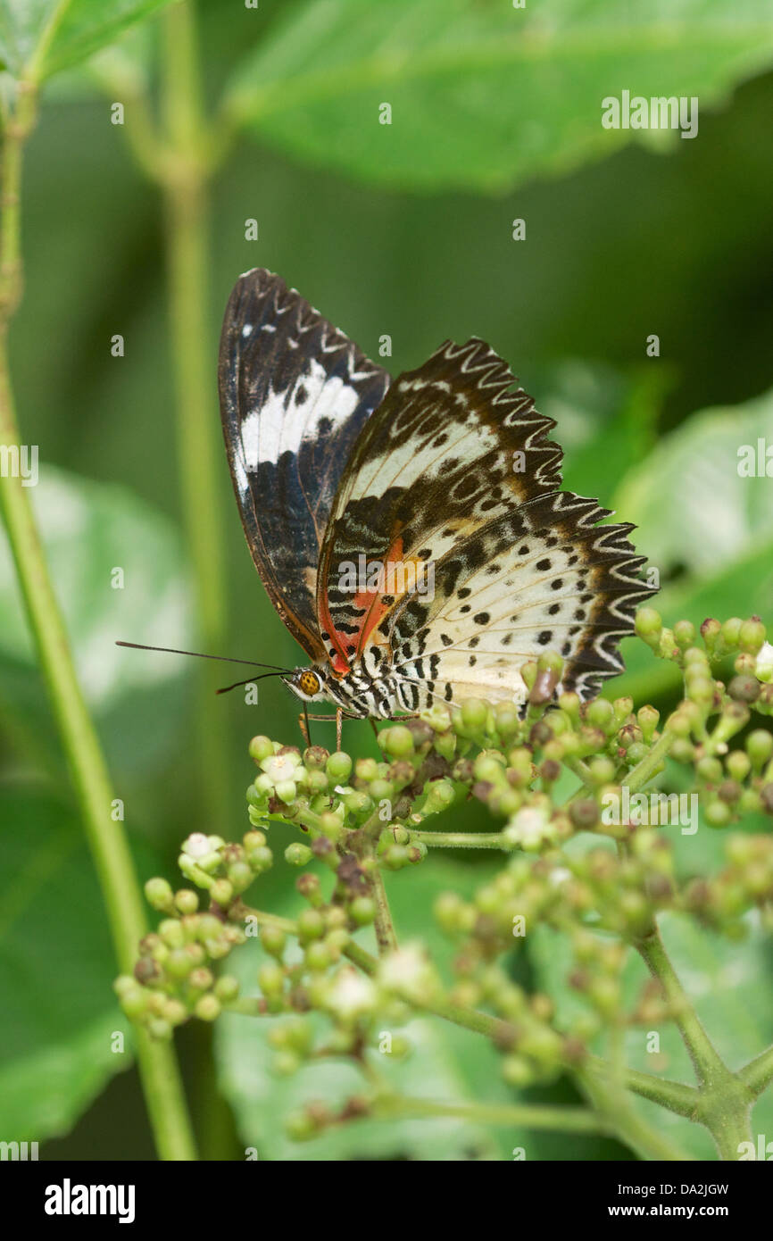 El leopardo (Cethosia Lacewing cyane) es una especie de mariposa heliconiine encontrada en Asia. Foto de stock