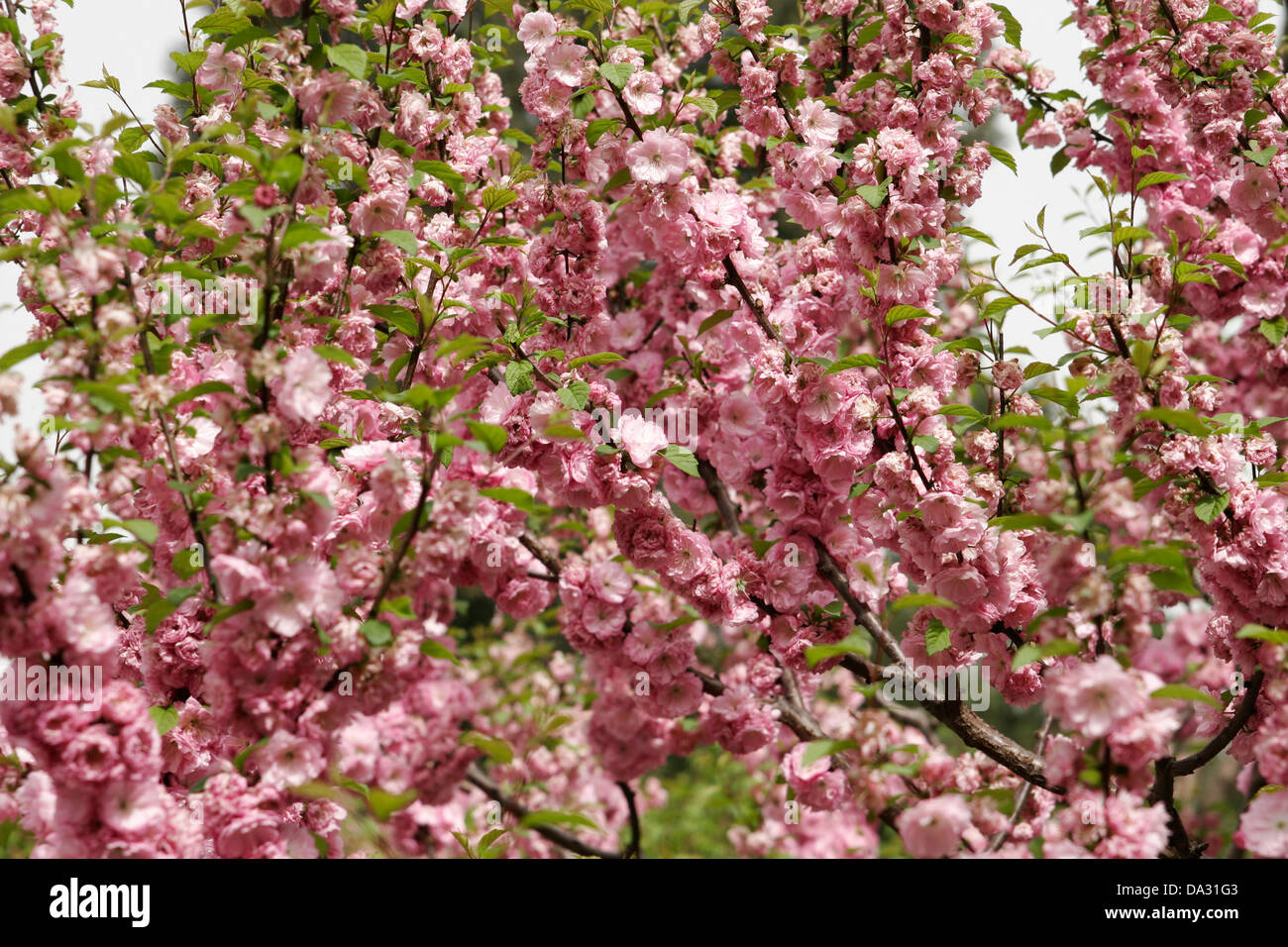 Flores de color rosa en la fruta árbol en flor, Beijing, China Fotografía  de stock - Alamy