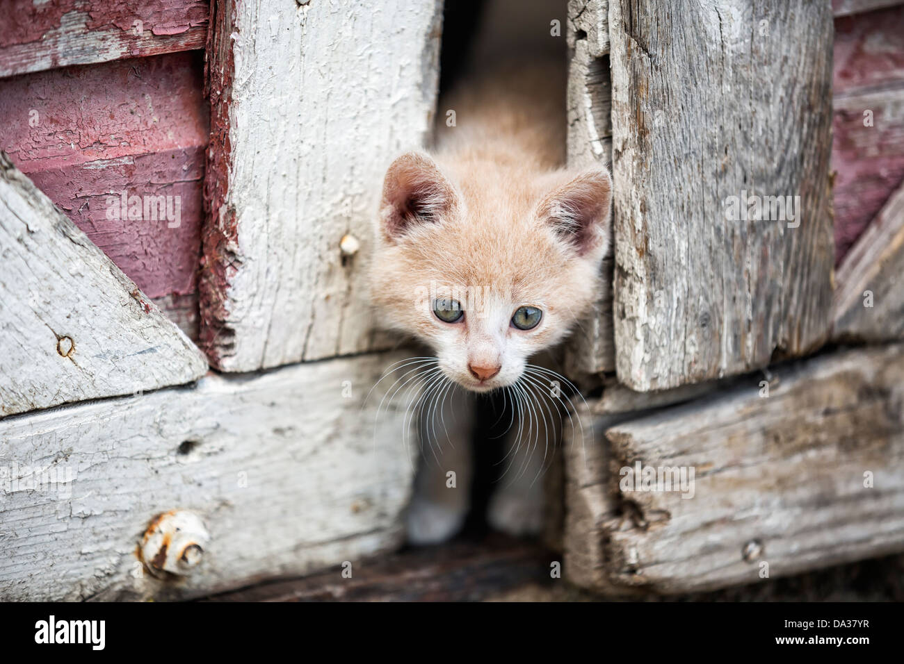 Gatito peeking a través de puertas de granero Foto de stock
