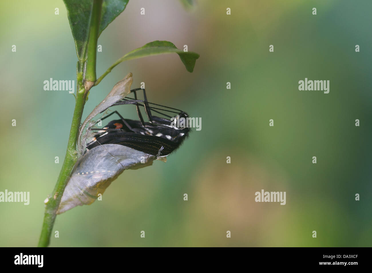 Aparición de Papilio polytes Mormón común. Foto de stock