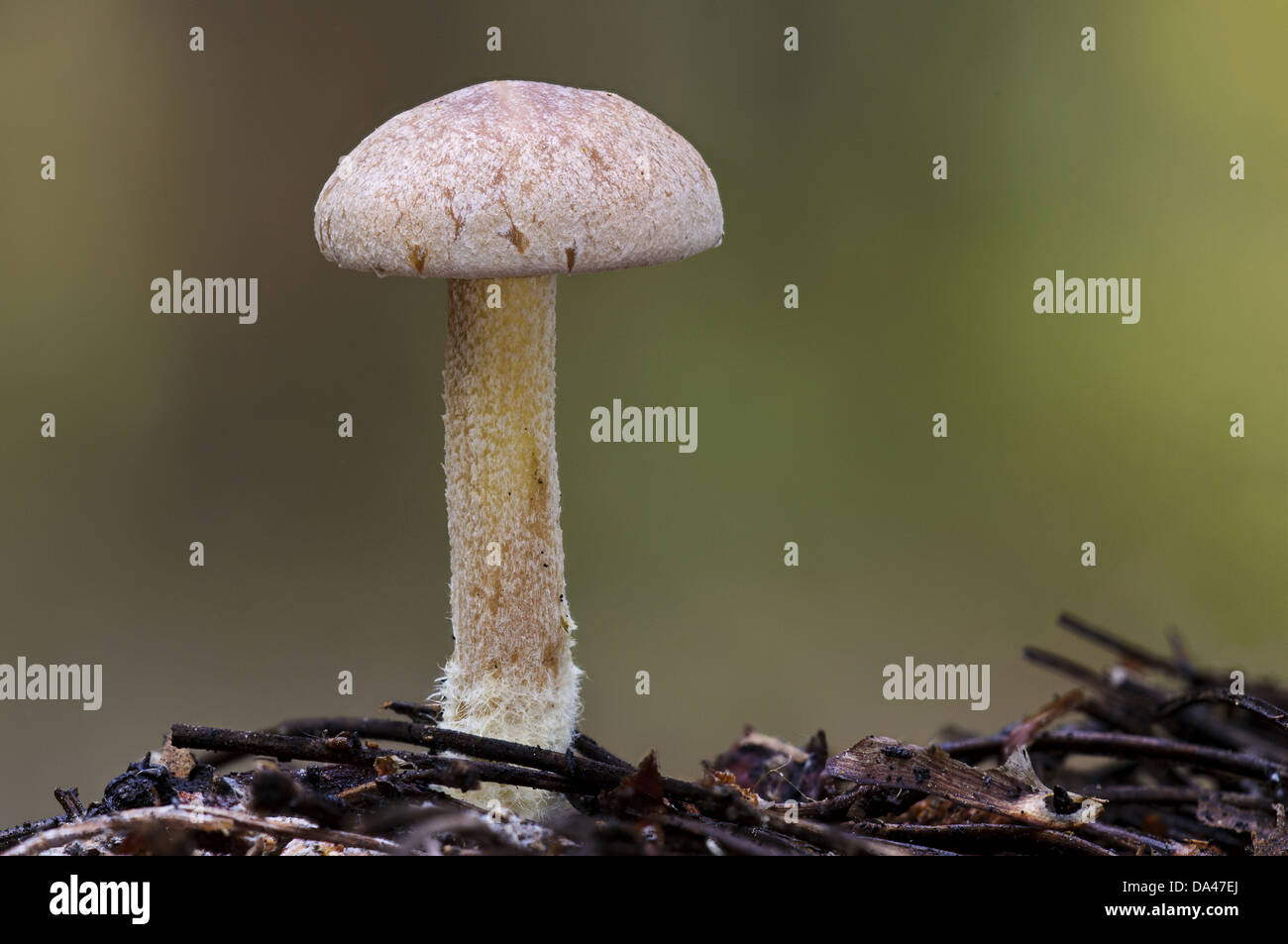 Pies lanudos fotografías e imágenes de alta resolución - Alamy