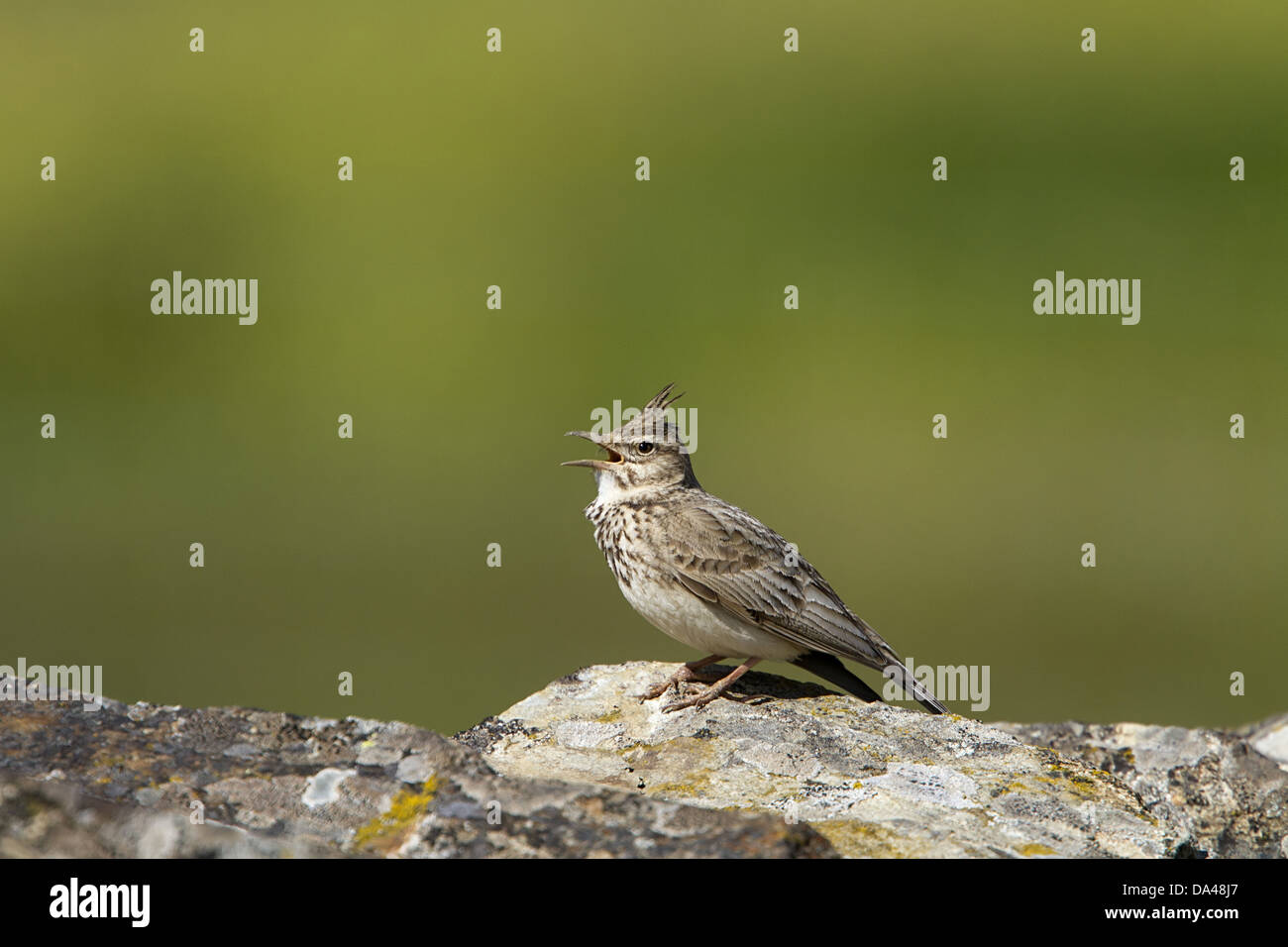 Crested Lark cantando sobre rocas cubiertas de líquenes Foto de stock