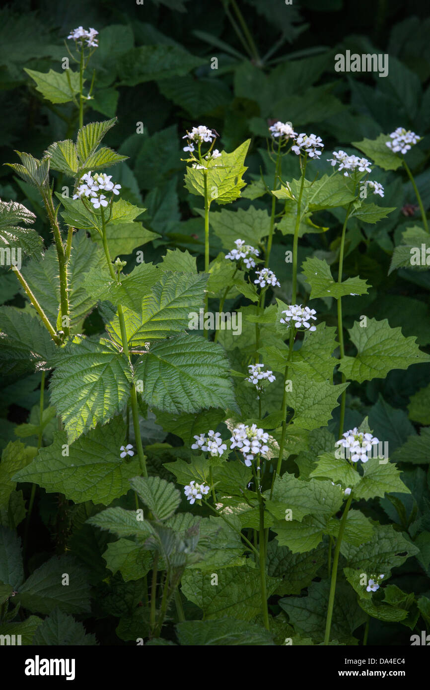 Mostaza ajo / Jack-en-el-bush (Alliaria petiolata / ALLIARIA OFFICINALIS) en flor en primavera Foto de stock