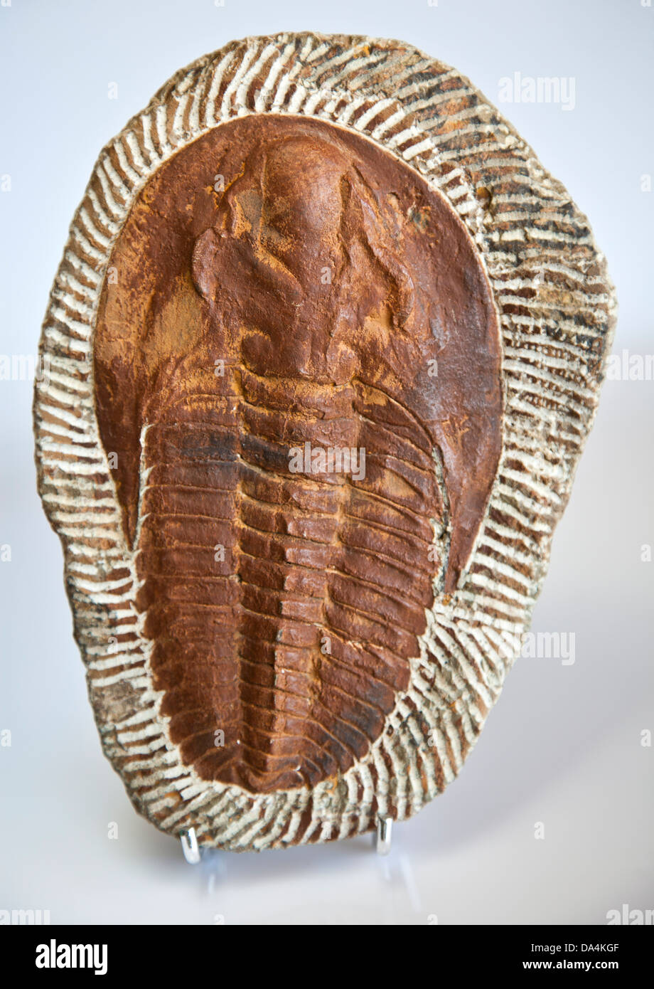 Trilobites de Marruecos Foto de stock