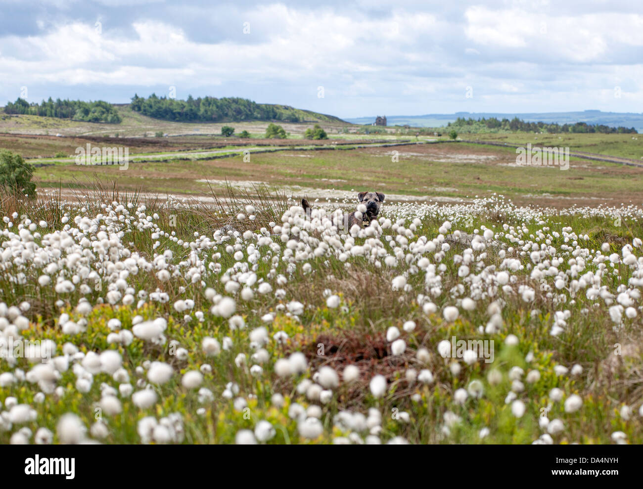 Terrier una frontera entre la hierba en algodón salvajes páramos en Derbyshire Foto de stock