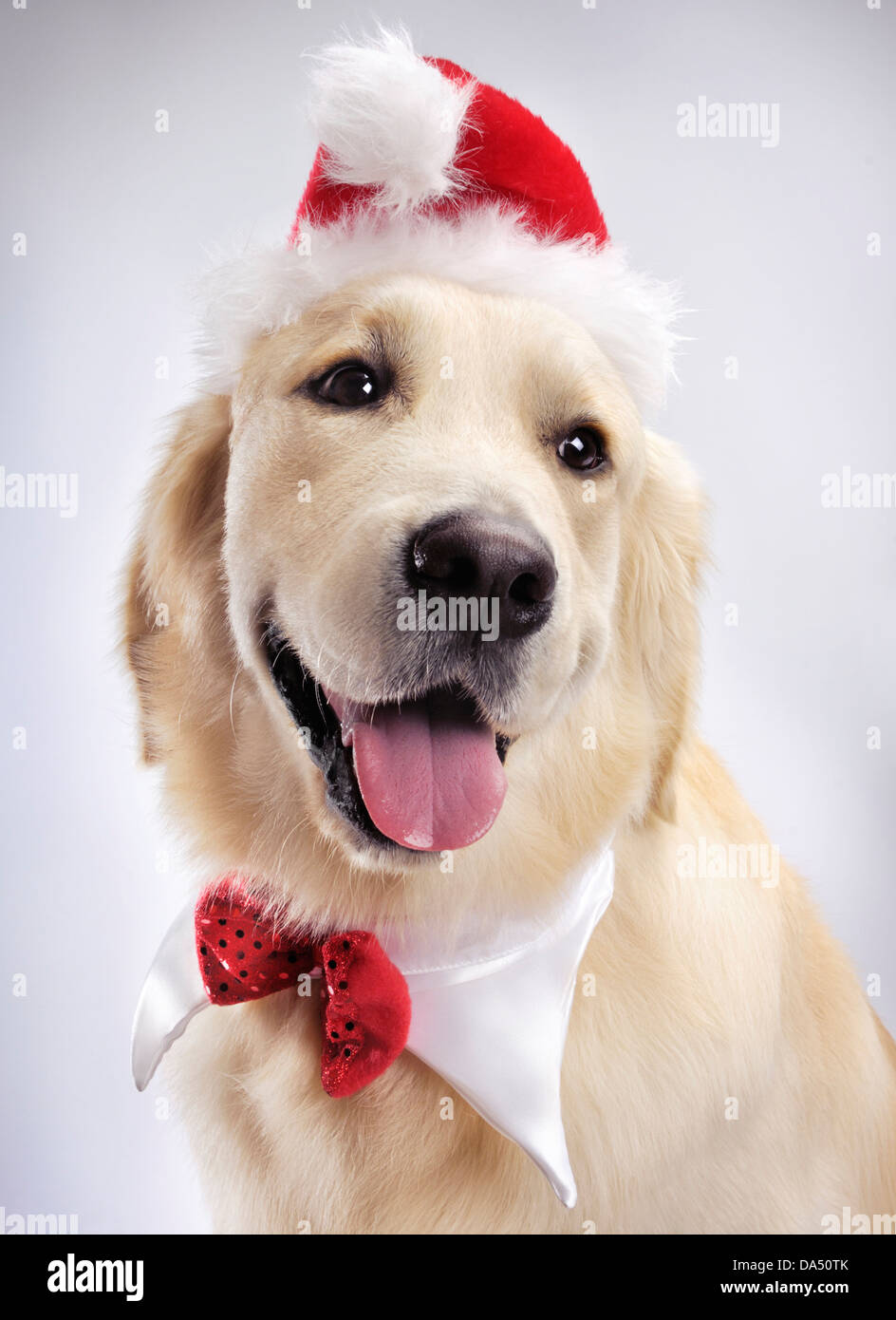 Perro con gorro de navidad e imágenes de alta resolución - Alamy