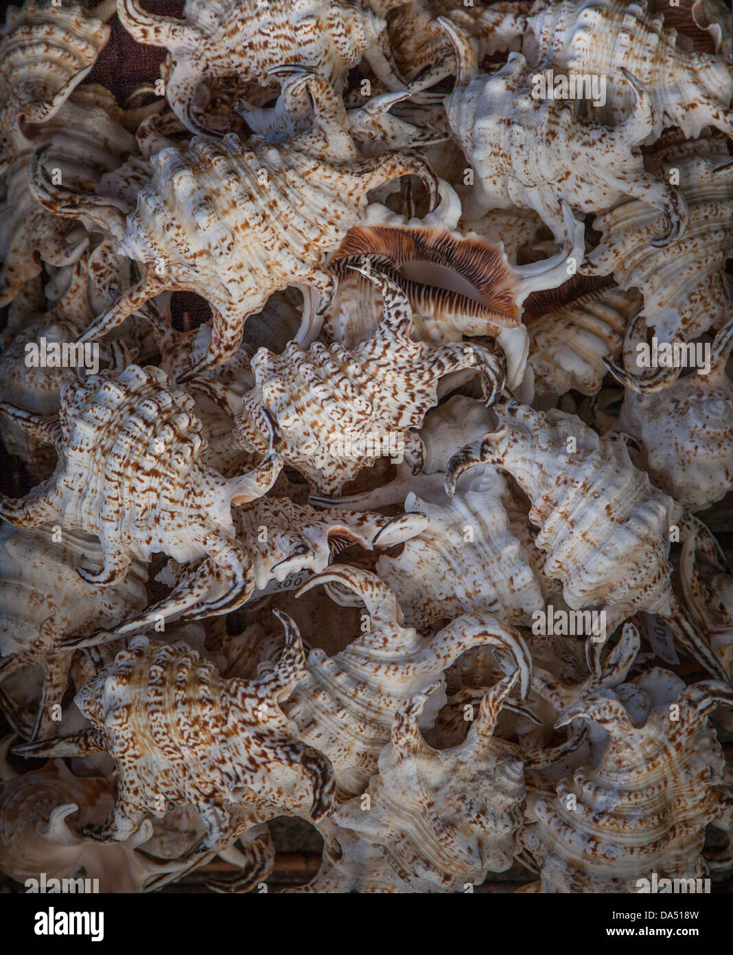 Muchas conchas de mar en una cesta Foto de stock