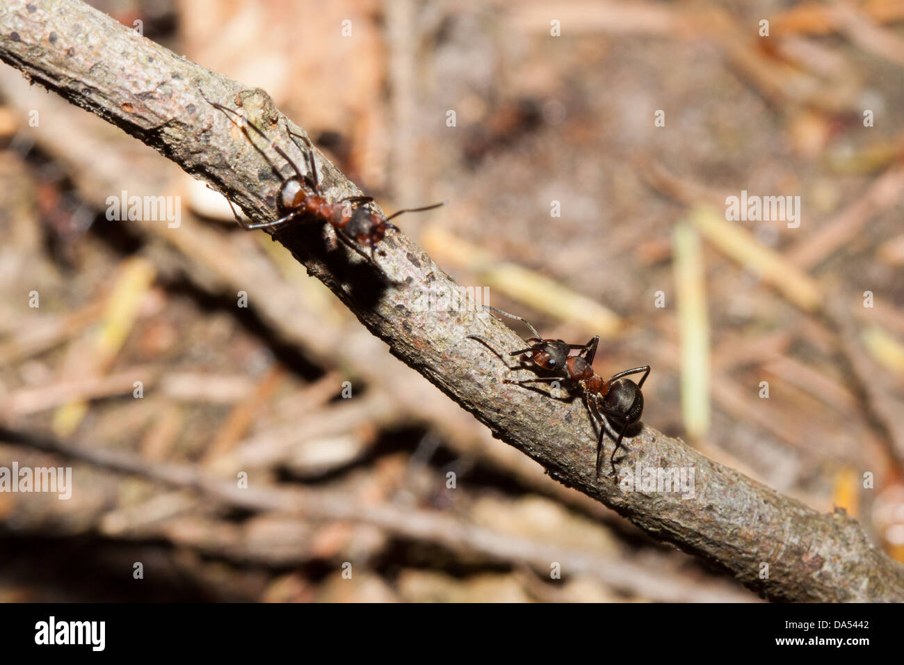 Las hormigas de madera meridional - Formica rufa, New Forest, Hampshire, Inglaterra, Reino Unido. Foto de stock