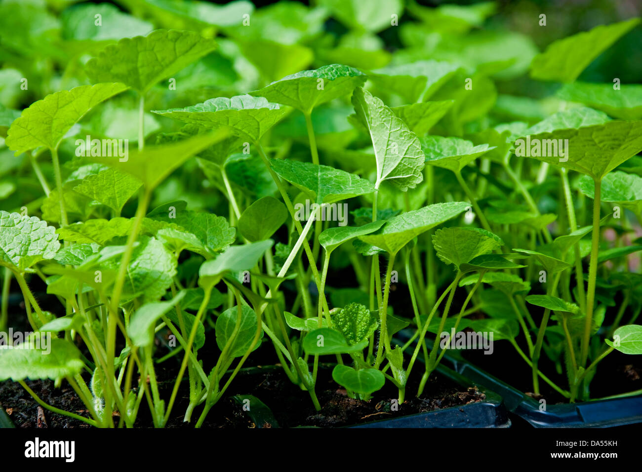 Primer plano de la planta del hollyhock del hollyhock de los jóvenes deja las plantas adentro Bandejas de semillas listas para plantar fuera Inglaterra Reino Unido GB Gran Bretaña Foto de stock