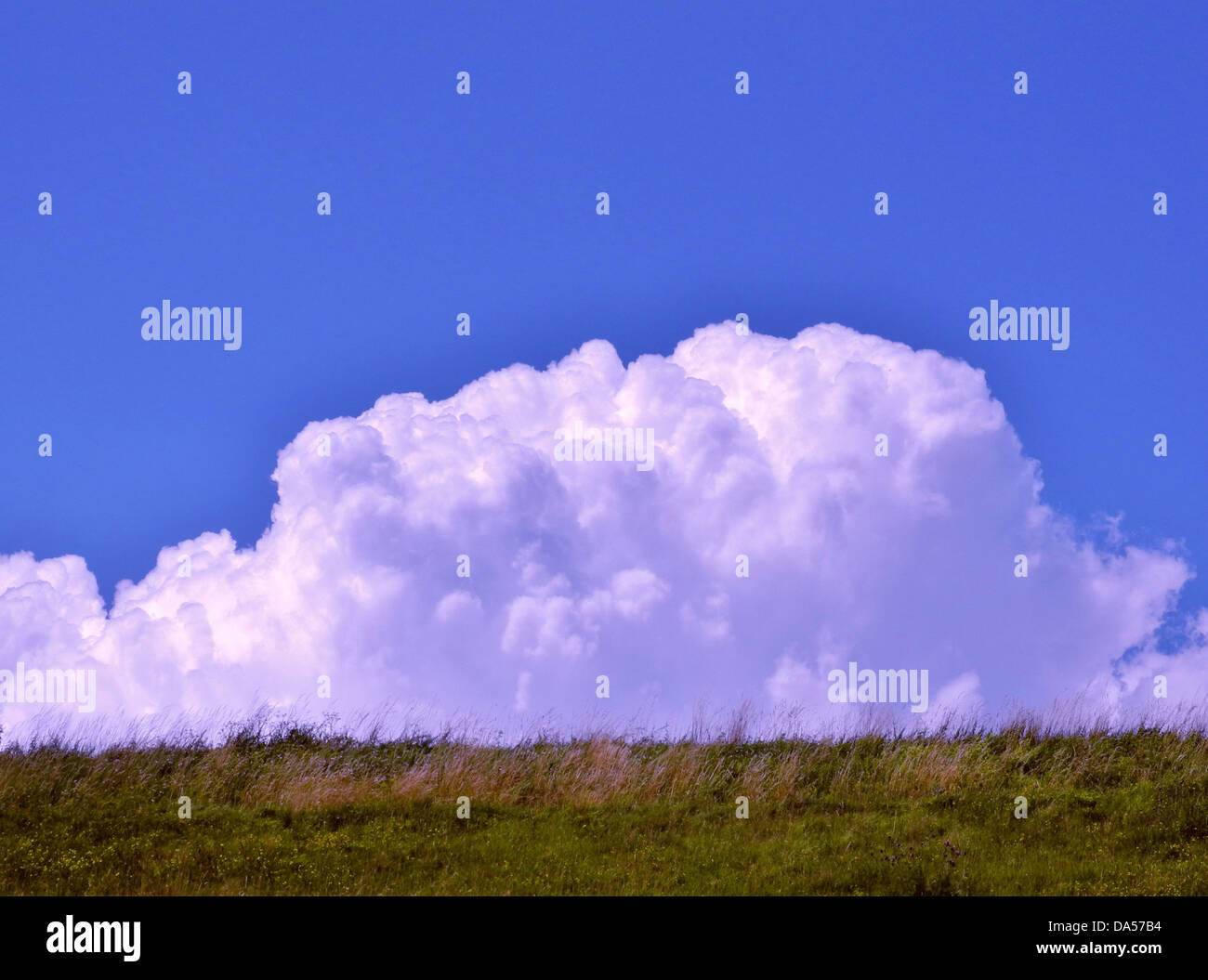 Los pastos, sauce, nubes, formaciones nubosas, cielo azul, Cumulus Foto de stock