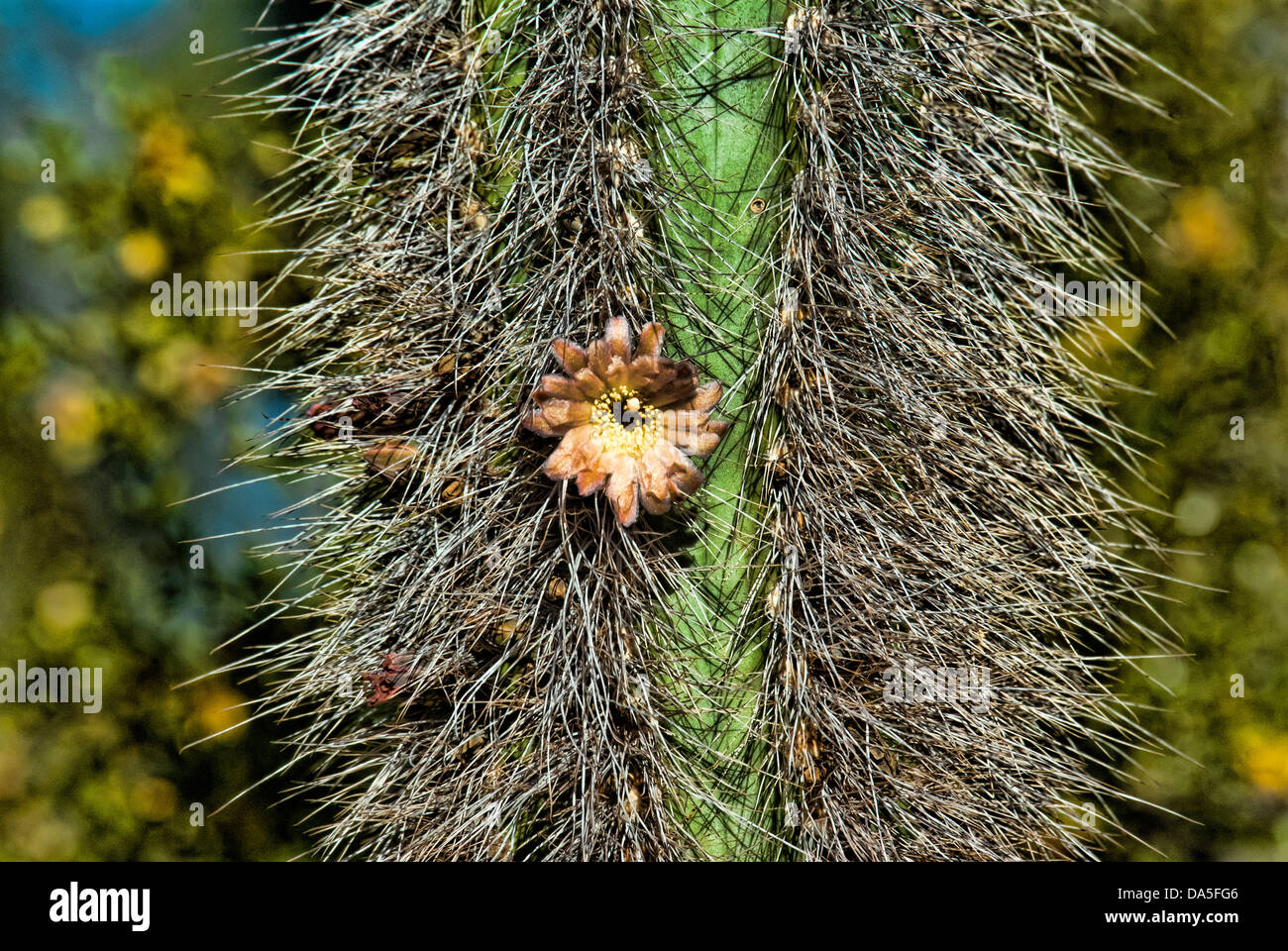 Floración, senita, Sonora, el desierto de cactus, cactus, USA, Estados Unidos, América Foto de stock