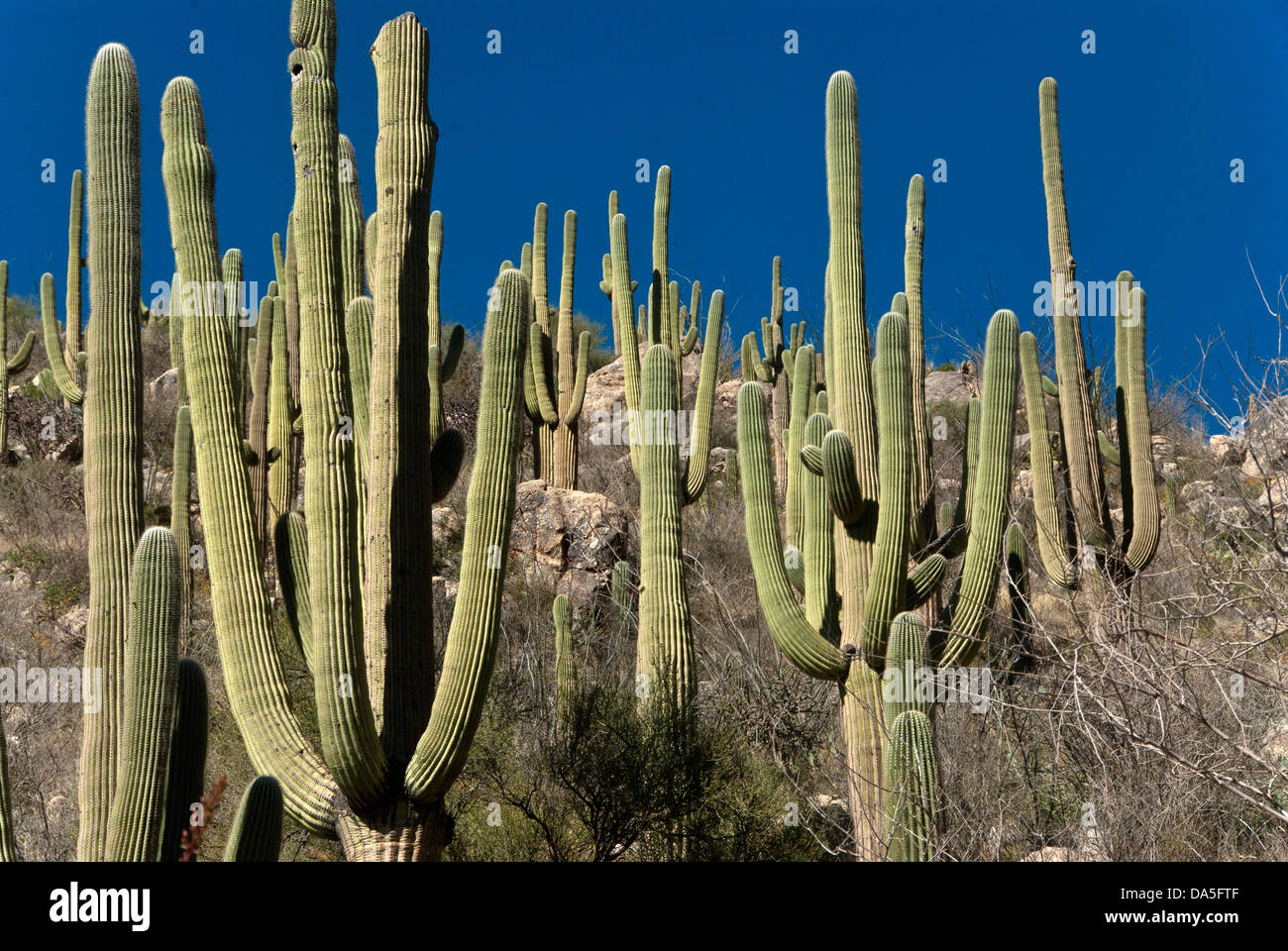 Cactus saguaro, Arizona, EE.UU., Estados Unidos, América, cactus, plantas Foto de stock