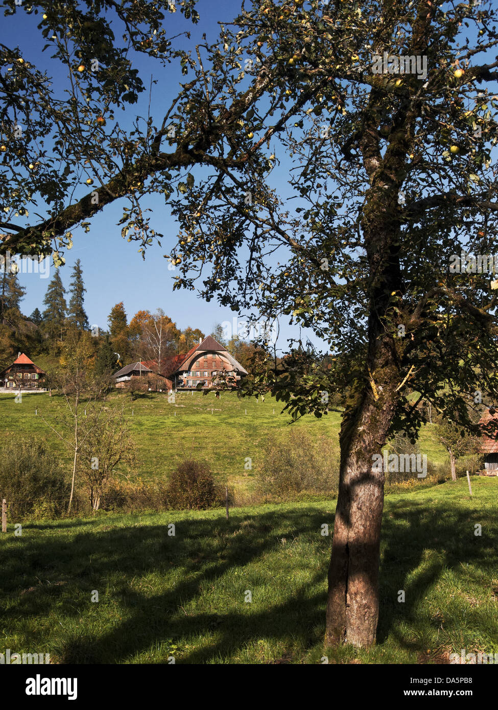 Apple tree, granja, granja, árbol, Emmental, casa, casa, corte, patio, Hofstett, cantón de Berna, Berna, árboles frutales, Suiza, EUR Foto de stock