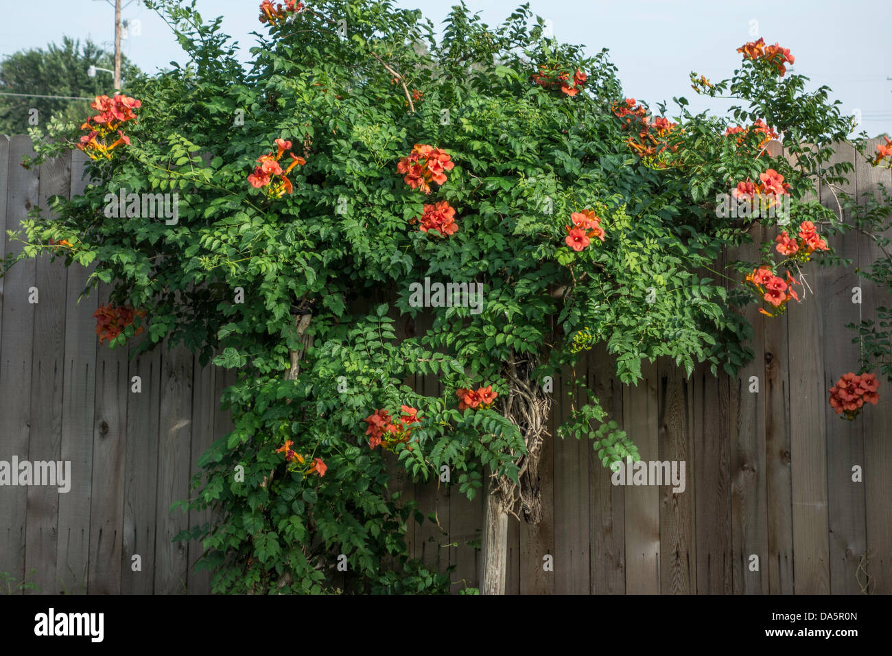 Una enredadera de trompeta, mostrando a comienzos del verano flores contra una valla de madera. Oklahoma, Estados Unidos. Foto de stock