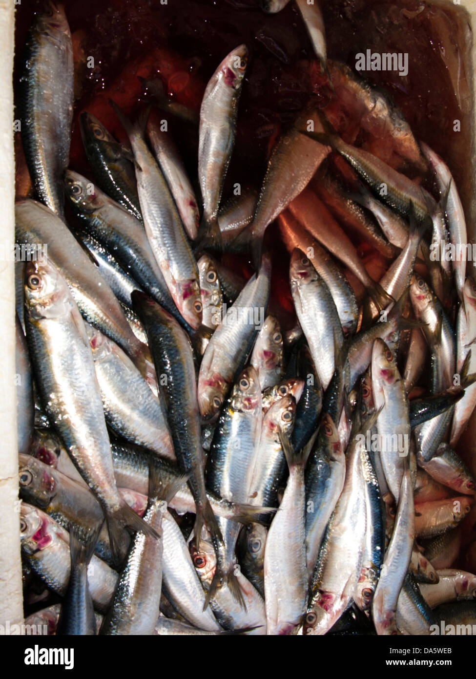 Pescado fresco en el mercado pesquero local en la ciudad de Santos, en la costa del estado de Sao Paulo, Brasil Foto de stock