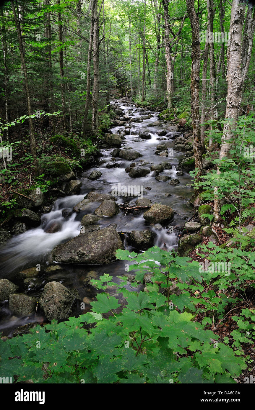 Canadá, Creek, el verde, el Parque Nacional de Mont-Tremblant, Quebec, cepillado, Creek, fluyendo, el agua, los bosques, las hojas, arroyo Foto de stock