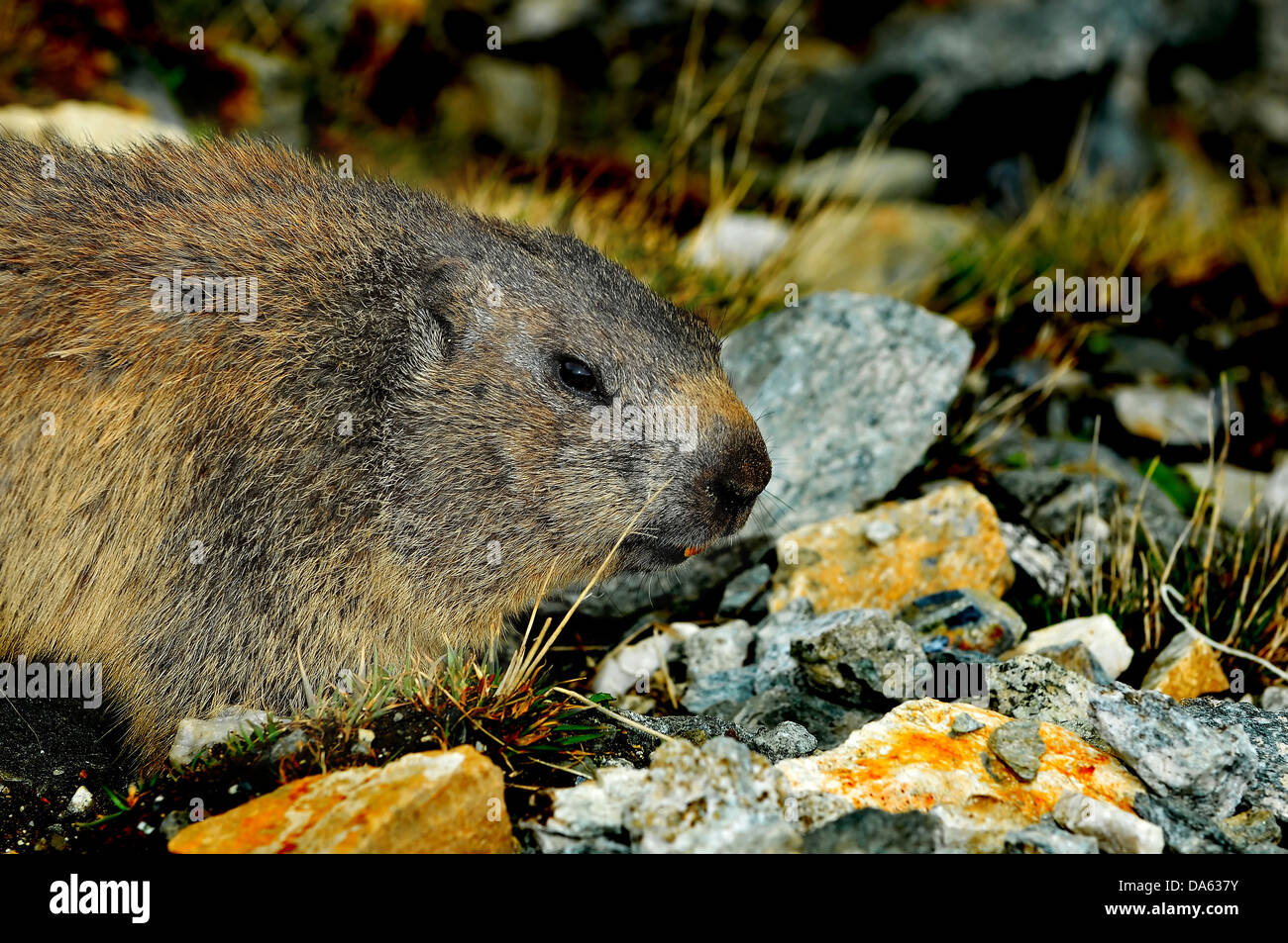 Una salvaje marmot en el muelle mirando cauteloso Foto de stock
