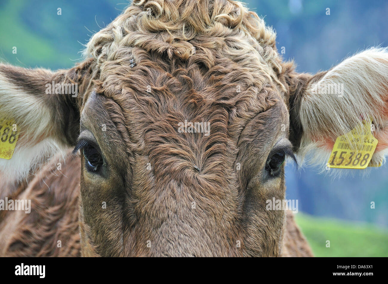 Los jóvenes, bovino, vaca, animal, Bos primigenius taurus, Oytal, Oberstdorf, Allgäu, Alpes de Baviera, Alemania, Europa, agricultur Foto de stock