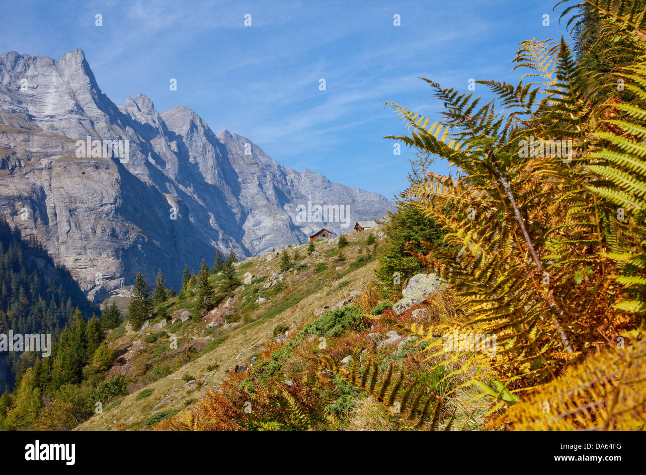 Urbachtal, Angel's horns, montaña, montañas, cantón de Berna, en el Oberland, Alpes, Suiza, Europa, helechos, paisaje, paisaje, Foto de stock
