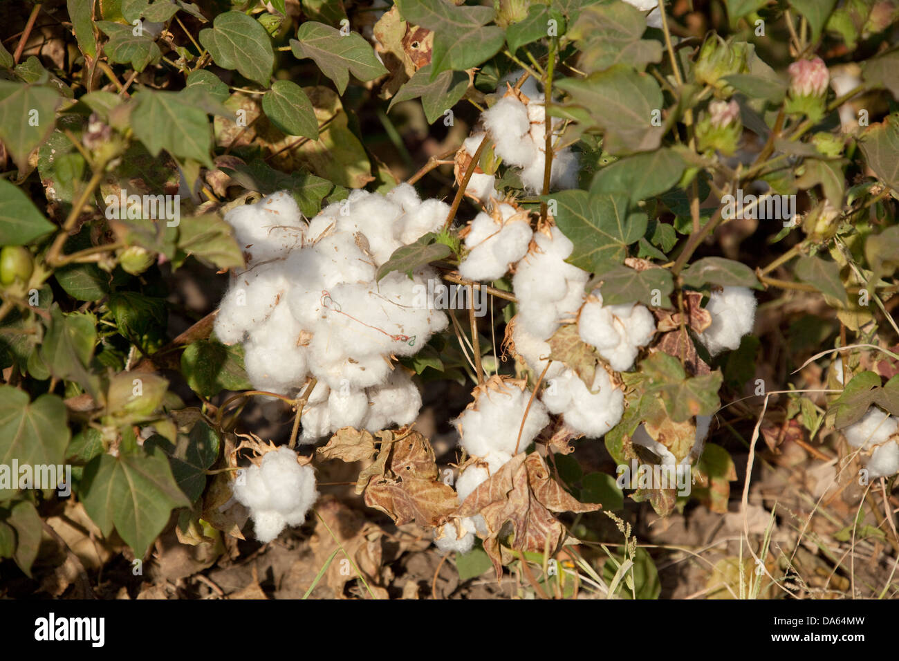 El algodón, la cosecha, la cosecha, el África, agricultura, Etiopía, Foto de stock