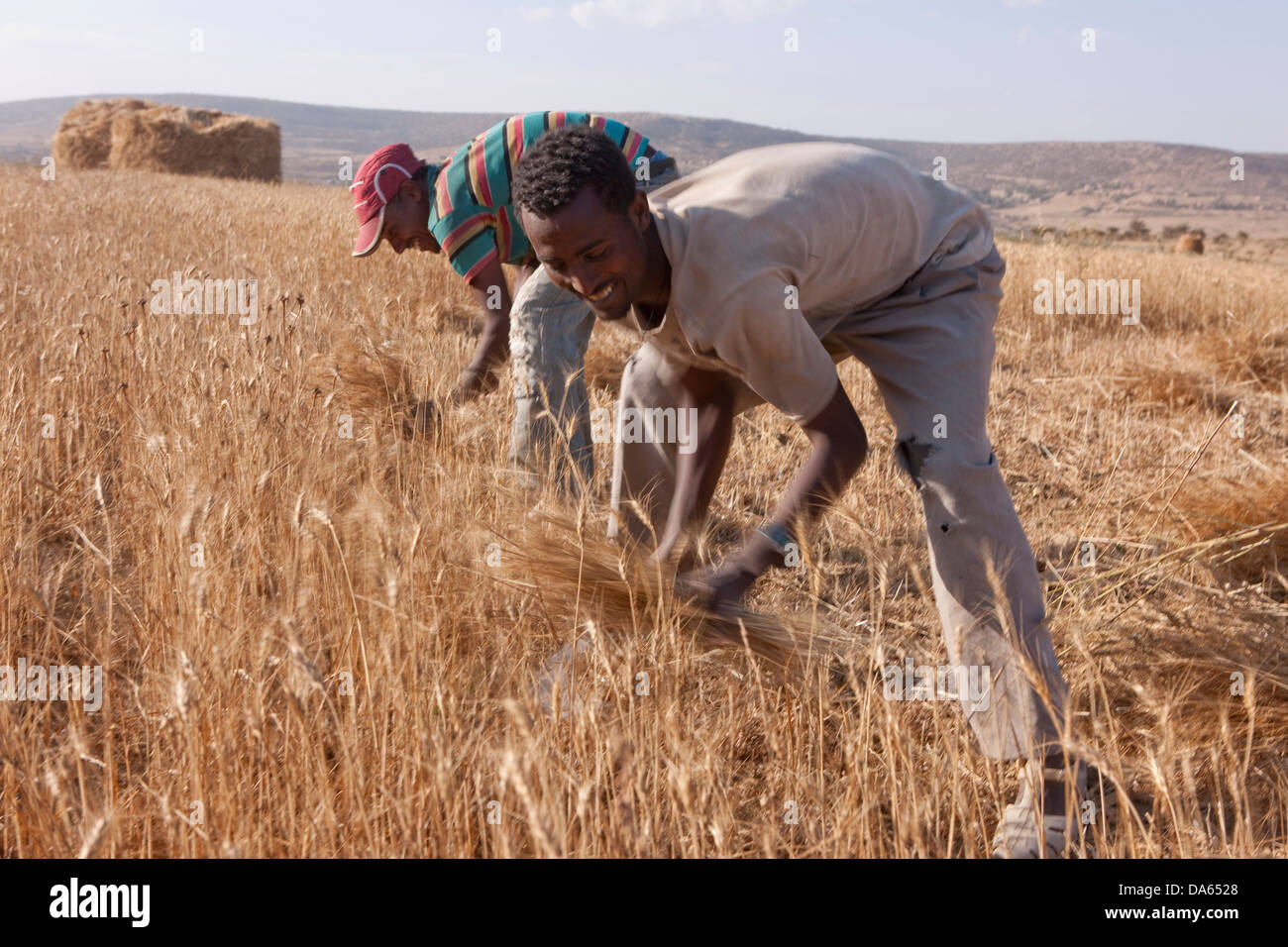 Cosecha de grano, recolección, cosecha, Abisinia highlands, Highland, África, el paisaje, el paisaje, la agricultura, los agricultores, Etiopía, Foto de stock