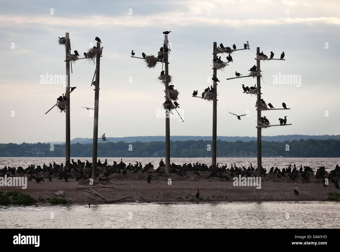 Decenas de cormoranes, hacerse cargo de una pequeña isla, Hamilton, Ontario, Canadá Foto de stock