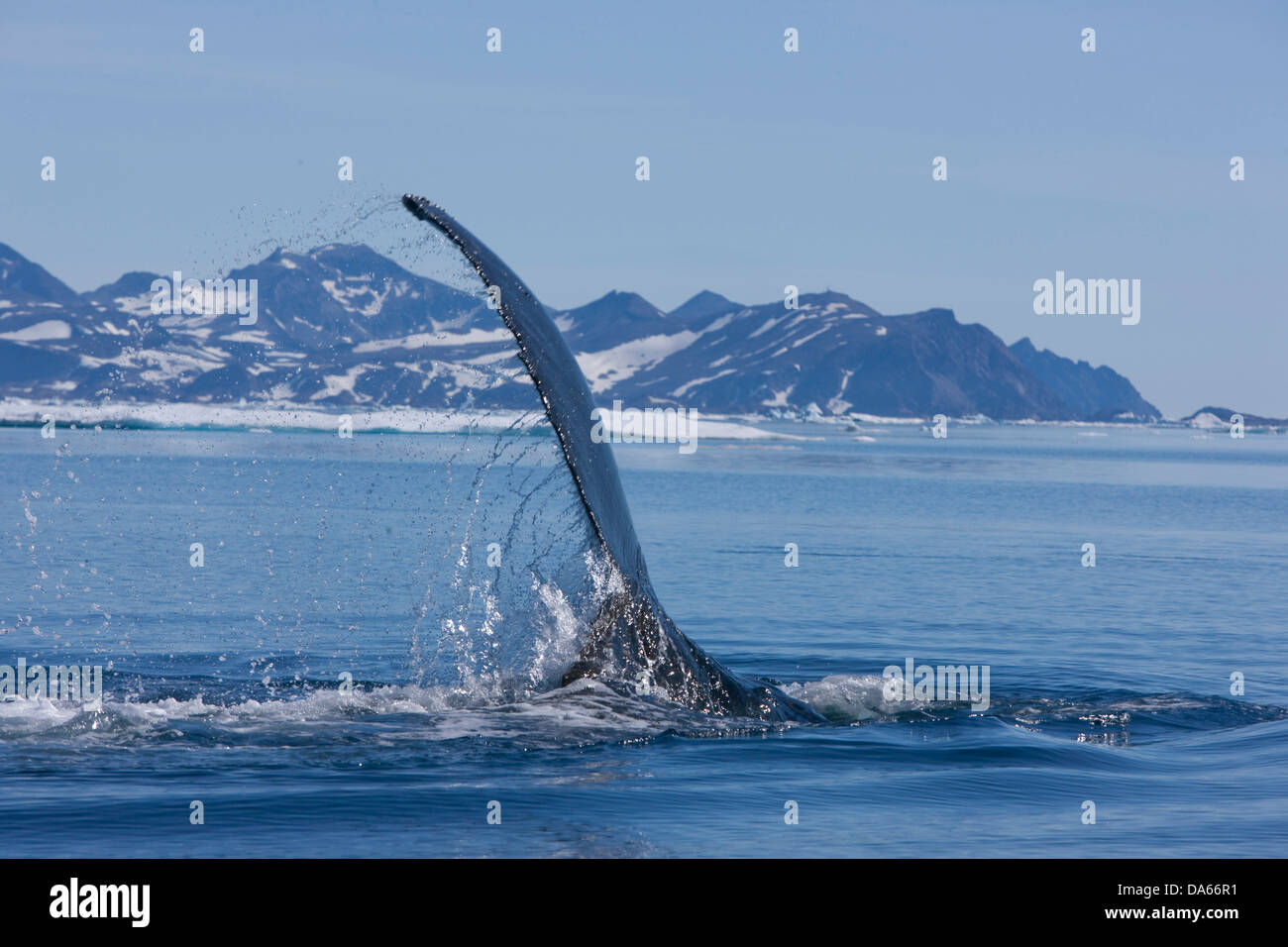La observación de ballenas, observación de ballenas, la ballena jorobada, Groenlandia, el este de Groenlandia, ballena, ballenas, Foto de stock