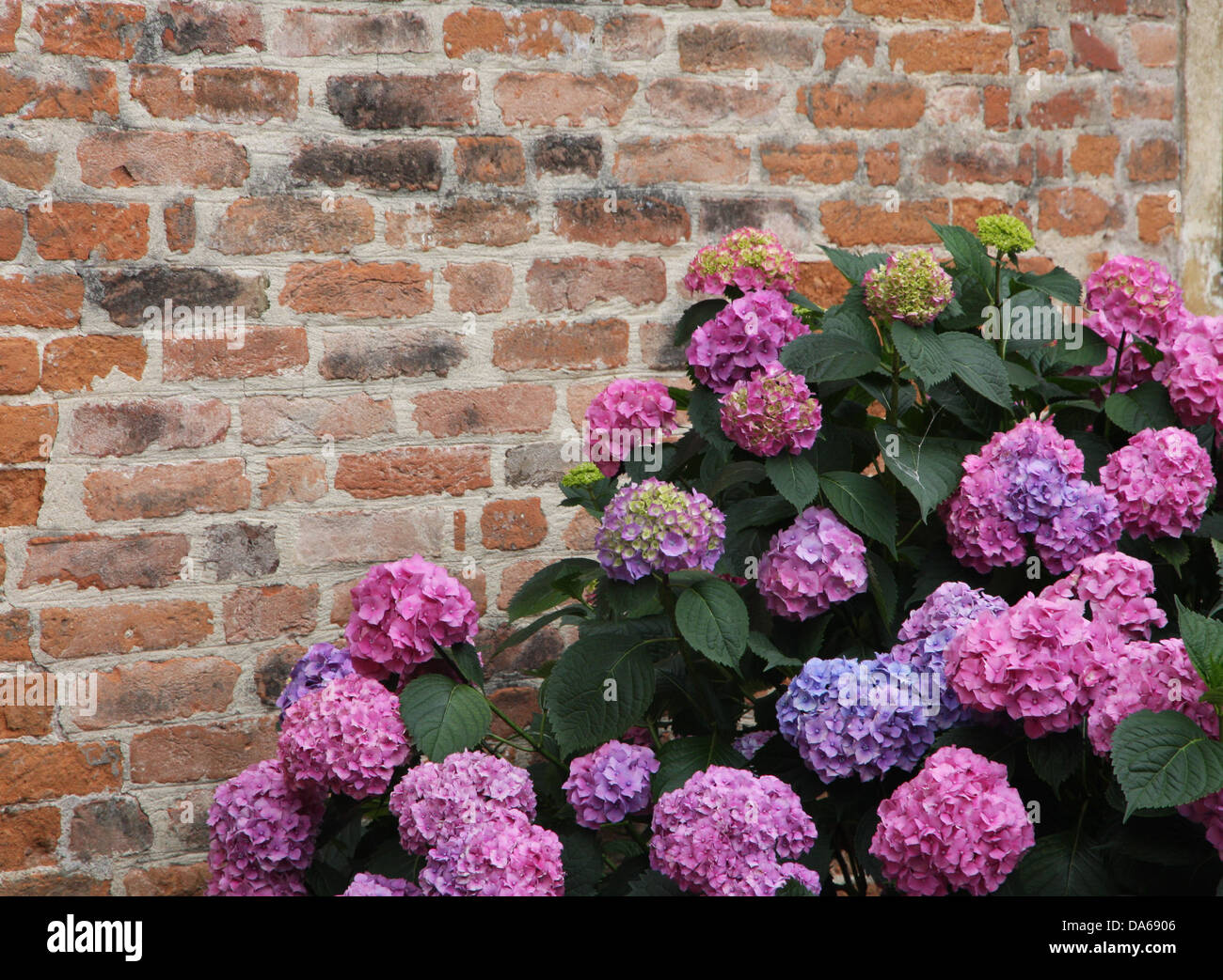 Las hortensias púrpura floreció con diminutas flores con un antiguo muro de ladrillo rojo Foto de stock