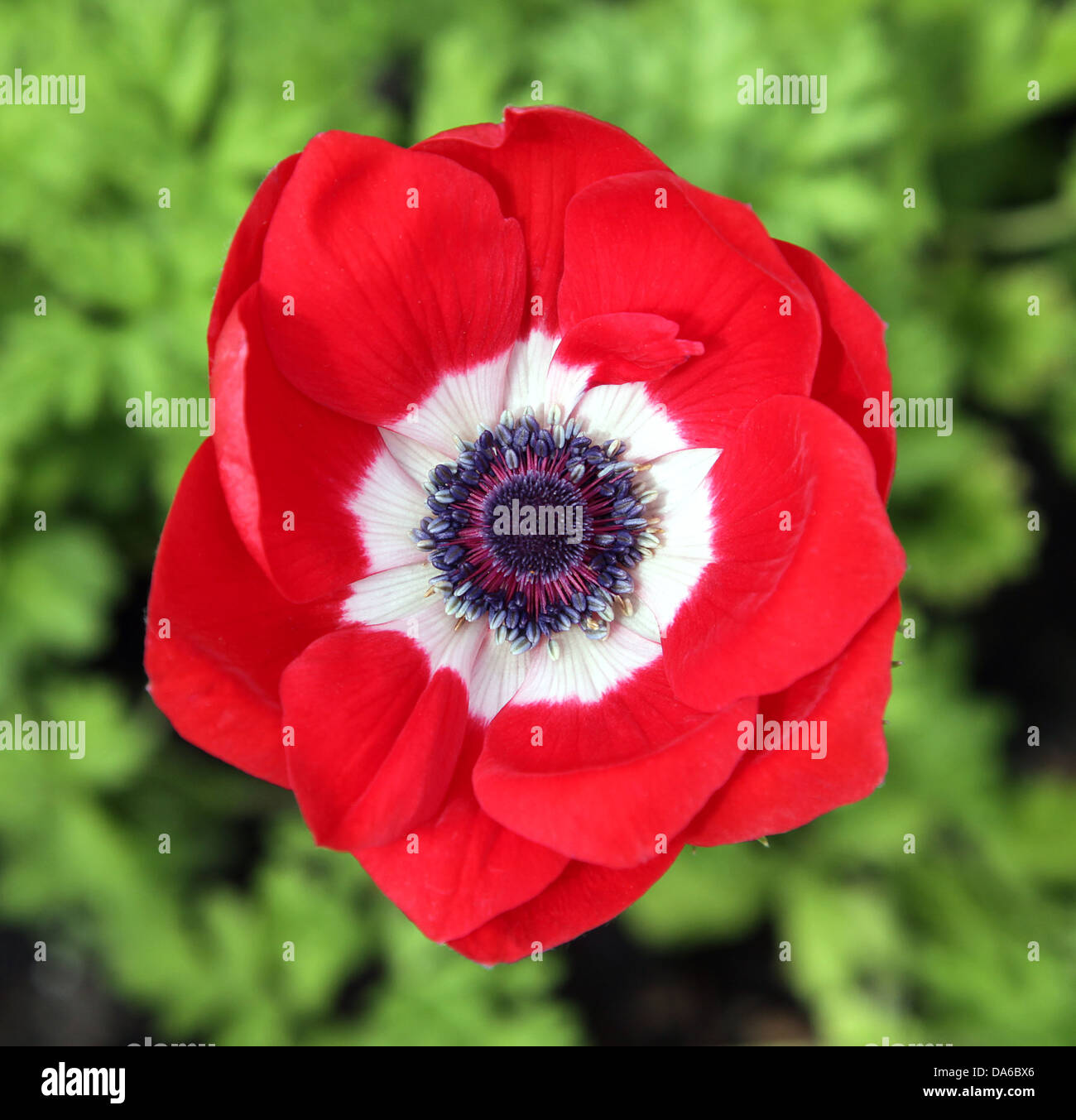 Amapola Roja es una flor o planta con flores de la familia Papaveraceae Foto de stock