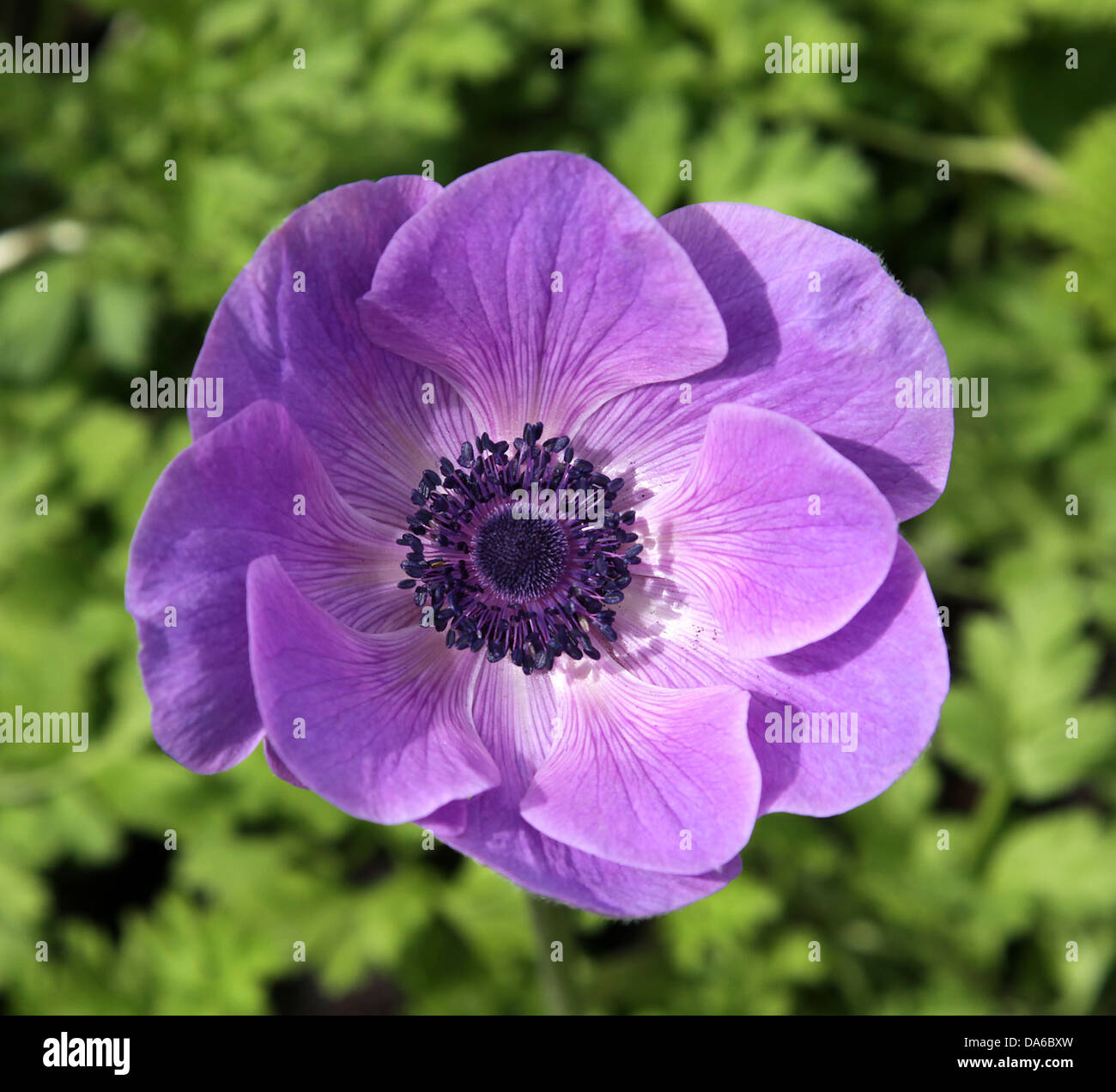 Púrpura amapola es una flor o planta con flores de la familia Papaveraceae Foto de stock