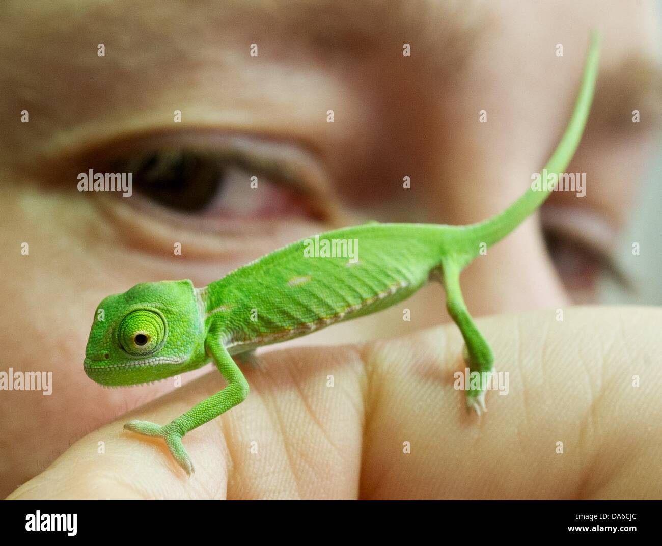 camaleón e imágenes de alta - Alamy