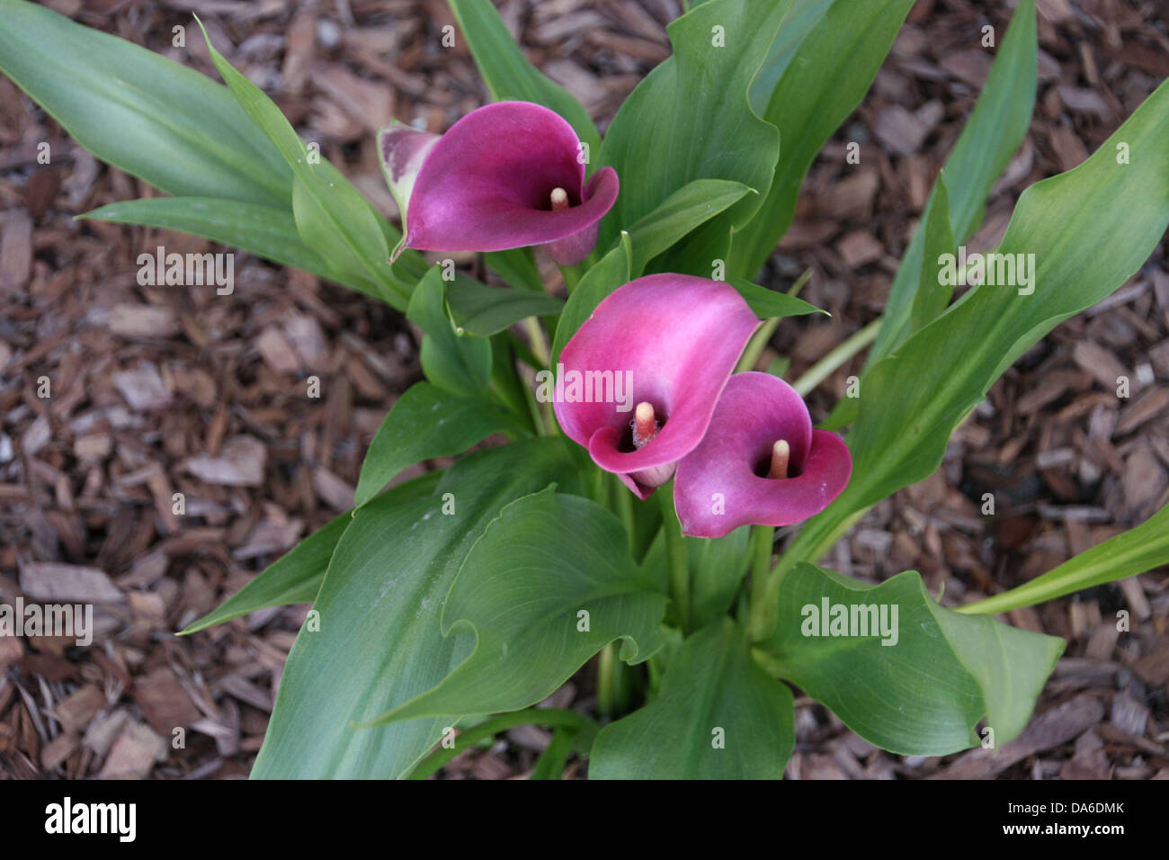 Flor de cala fotografías e imágenes de alta resolución - Página 2 - Alamy