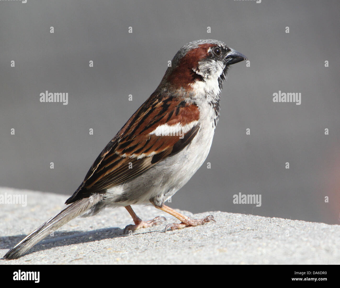 Close-up de un macho de gorrión (Passer domesticus) visitando a mi balcón (más de 40 imágenes en serie) Foto de stock