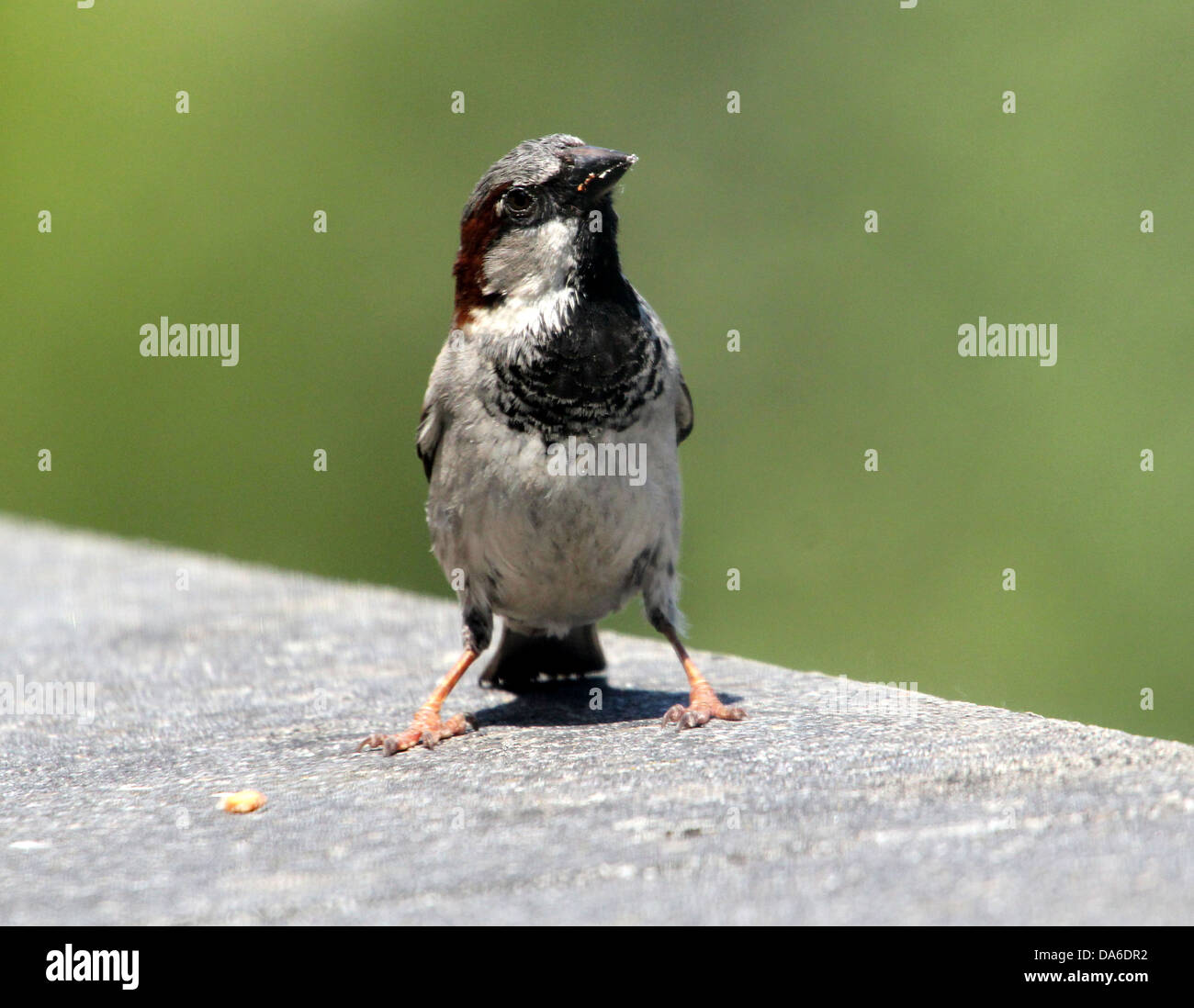 Close-up de un macho de gorrión (Passer domesticus) visitando a mi balcón (más de 40 imágenes en serie) Foto de stock