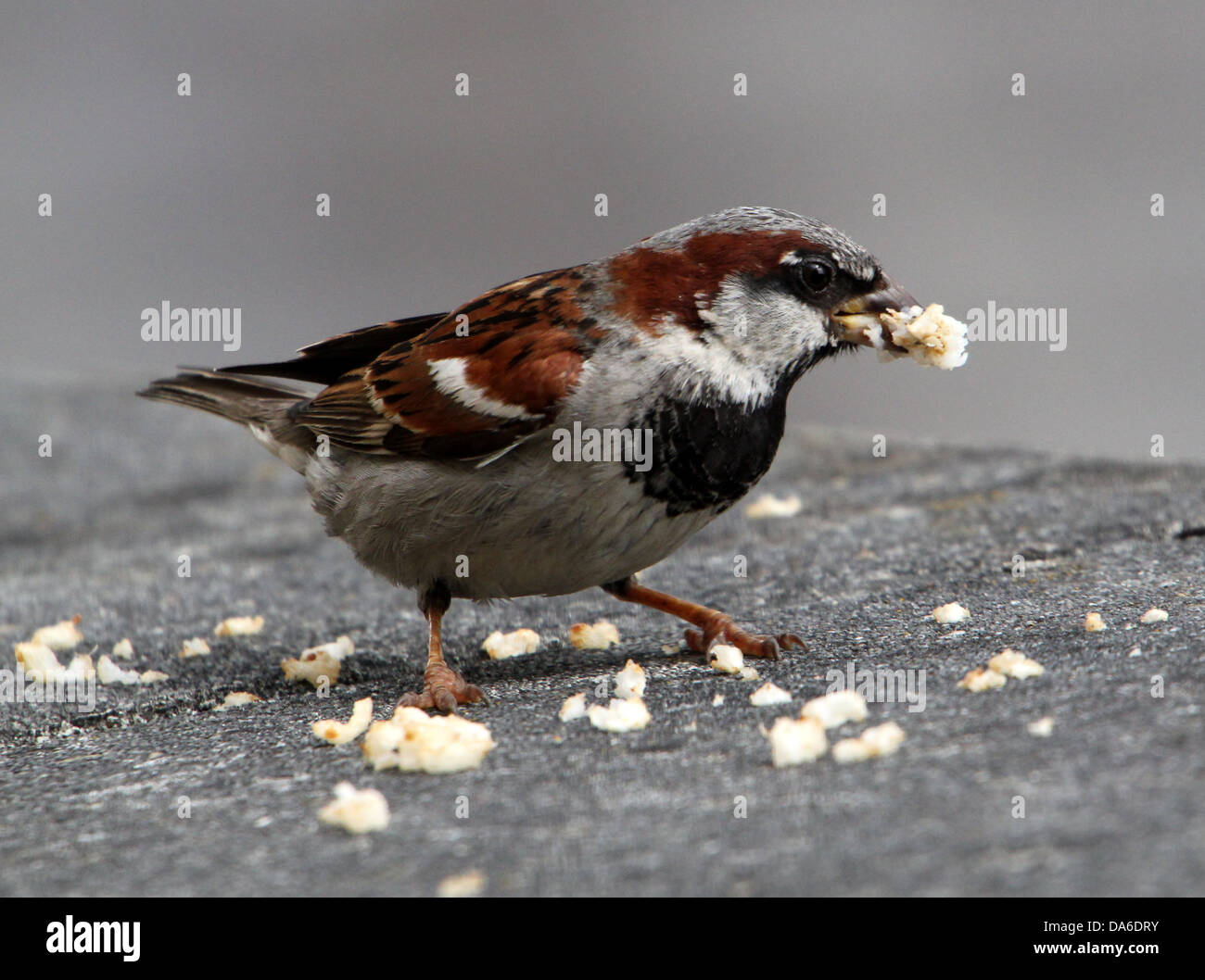 Close-up de un macho de gorrión (Passer domesticus) visitando a mi balcón (más de 40 imágenes en serie) Foto de stock