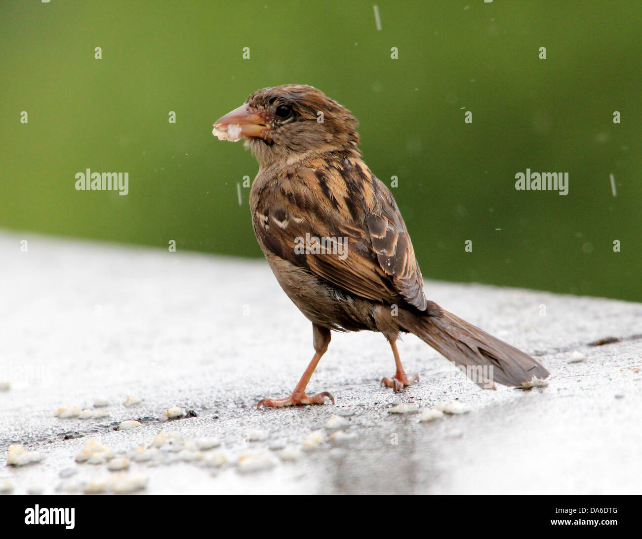 Close-up de una hembra gorrión (Passer domesticus) visitando a mi balcón (más de 40 imágenes en serie) Foto de stock