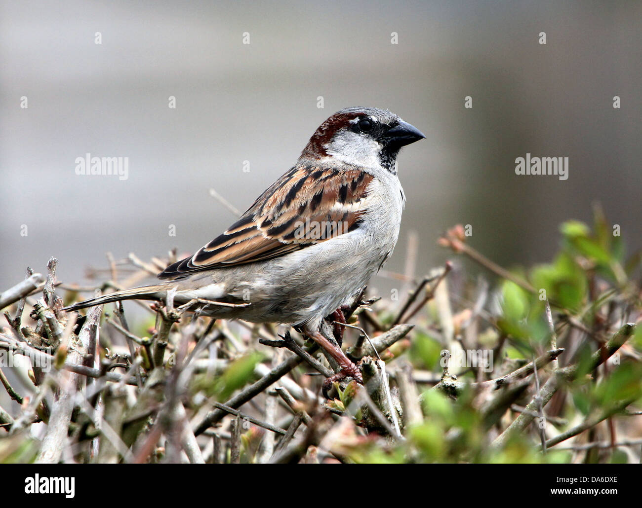 Close-up de un macho de gorrión (Passer domesticus) visitando a mi jardín y balcón (más de 40 imágenes en serie) Foto de stock