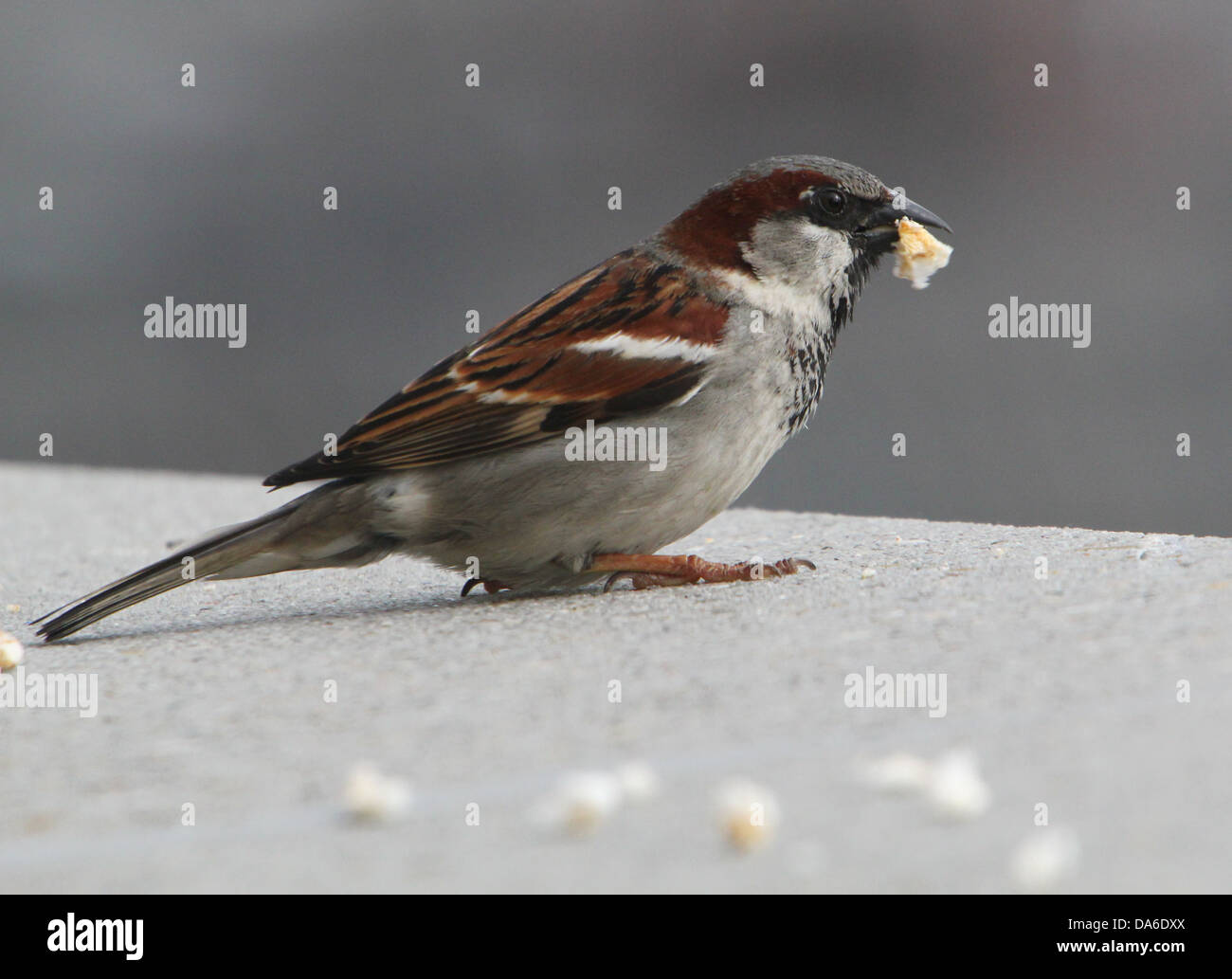 Close-up de un macho de gorrión (Passer domesticus) visitando a mi balcón (más de 40 imágenes en serie) Foto de stock