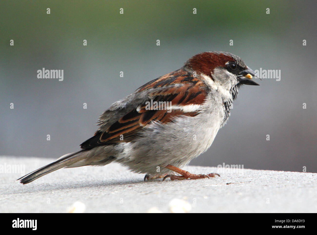 Close-up de un macho de gorrión (Passer domesticus) visitando a mi balcón (más de 40 imágenes en serie) Foto de stock