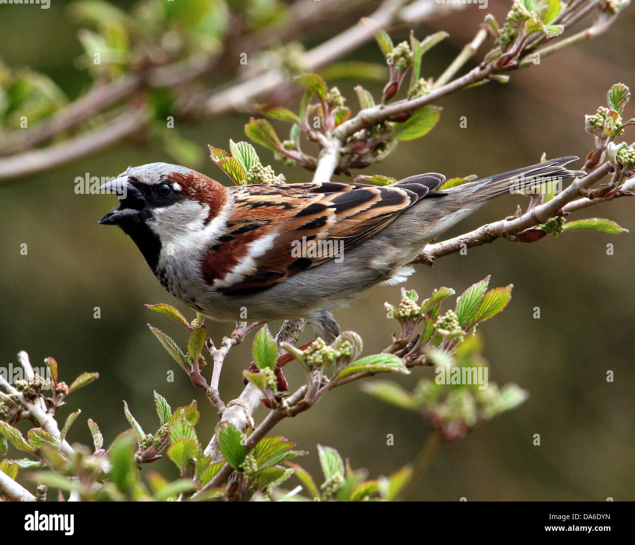 Close-up de un macho de gorrión (Passer domesticus) en canción, visitando a mi jardín y balcón (más de 40 imágenes en serie) Foto de stock
