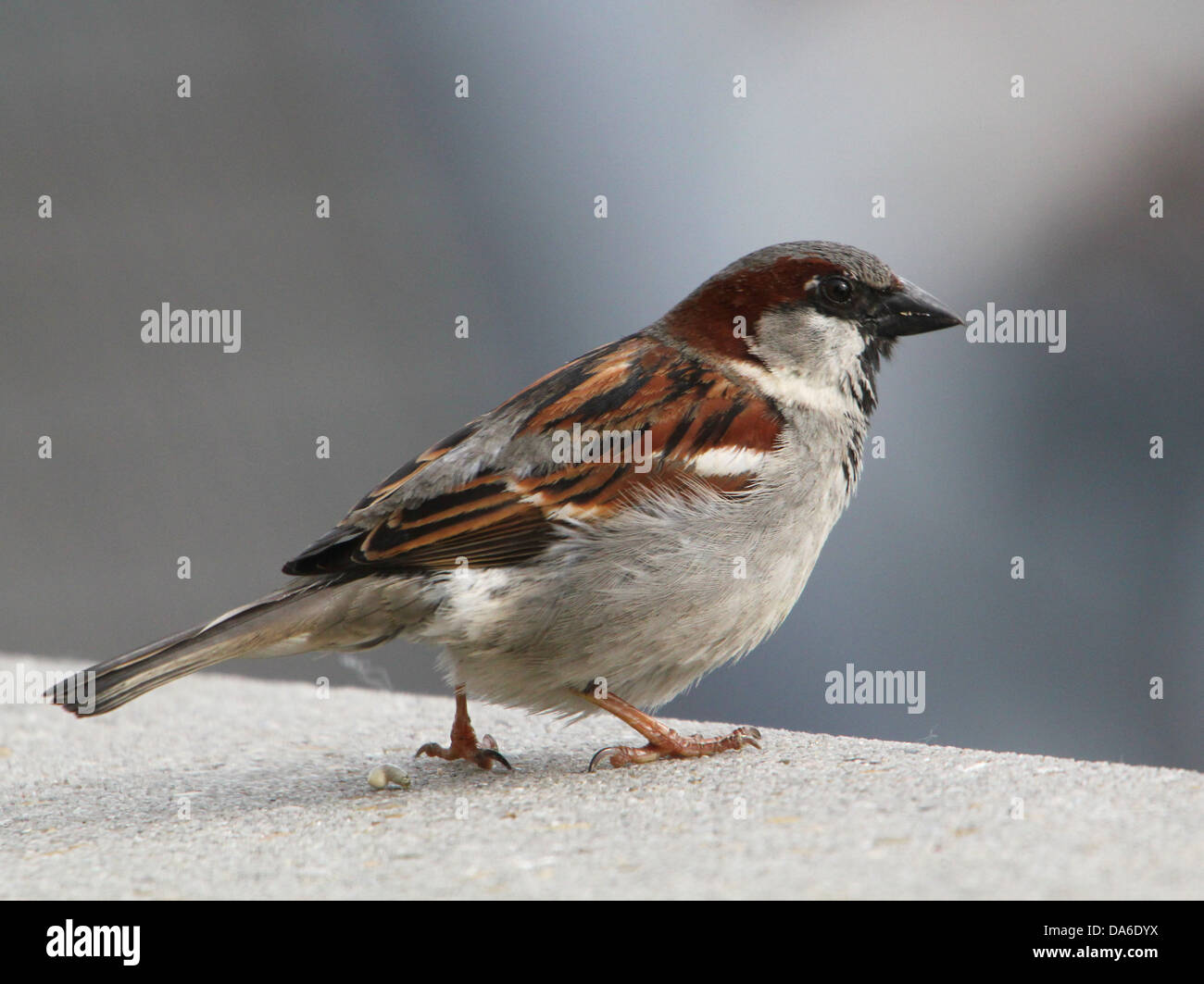 Close-up de un macho de gorrión (Passer domesticus) visitando a mi balcón (más de 40 imágenes en serie) Foto de stock