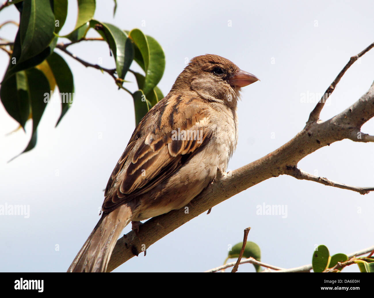 Close-up de un macho de gorrión (Passer domesticus) visitando a mi balcón (más de 40 imágenes en serie) Foto de stock