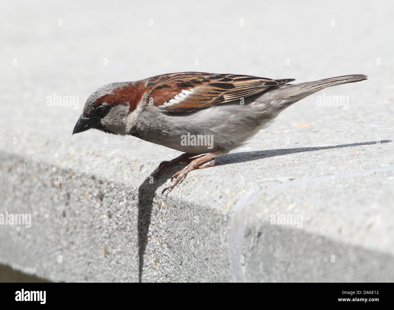 Close-up de un macho de gorrión (Passer domesticus) visitando a mi balcón (más de 40 imágenes en serie) Foto de stock