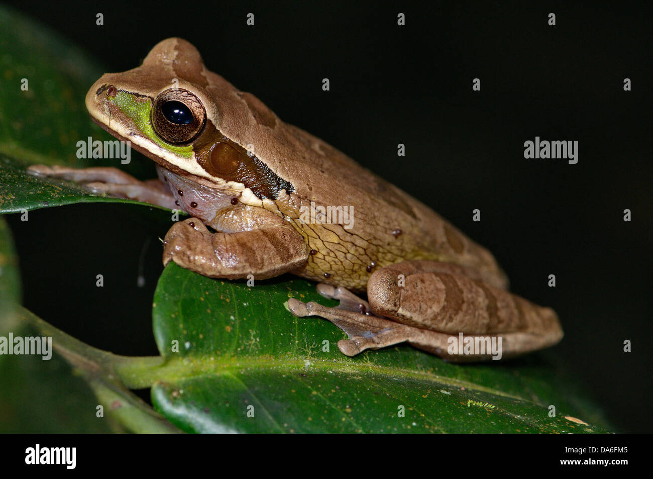 Ranas, sapos, ranas de árbol, Costa Rica, Smilisca phaeota treefrog